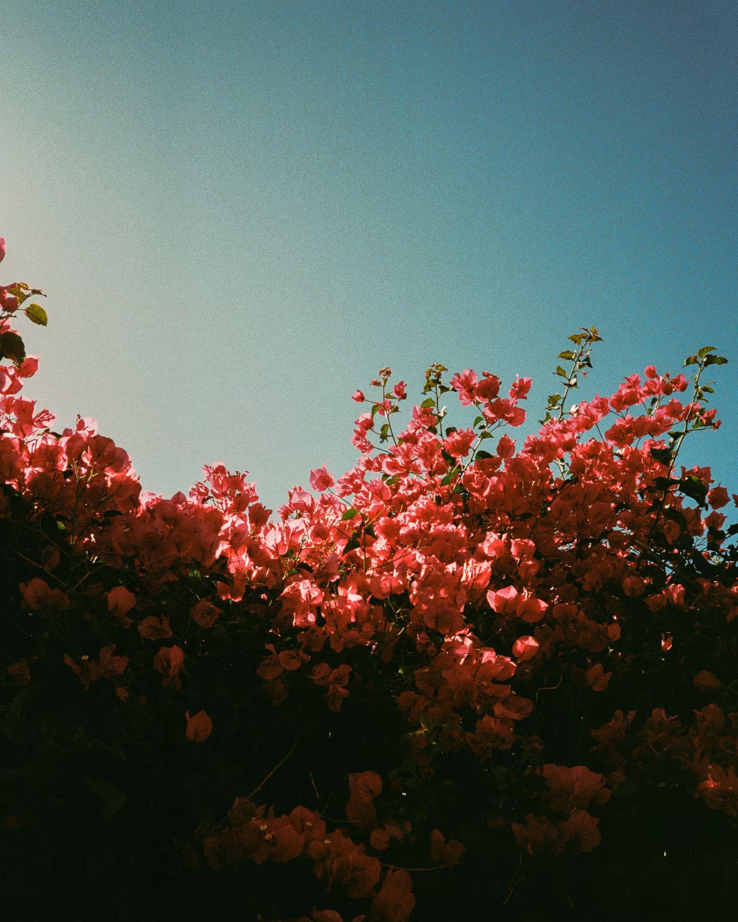 Wave