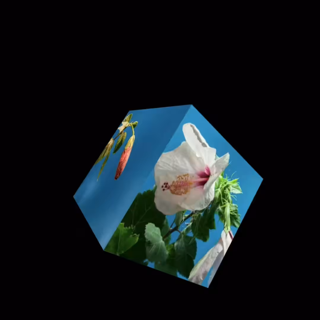 Cube: Bloom Cube