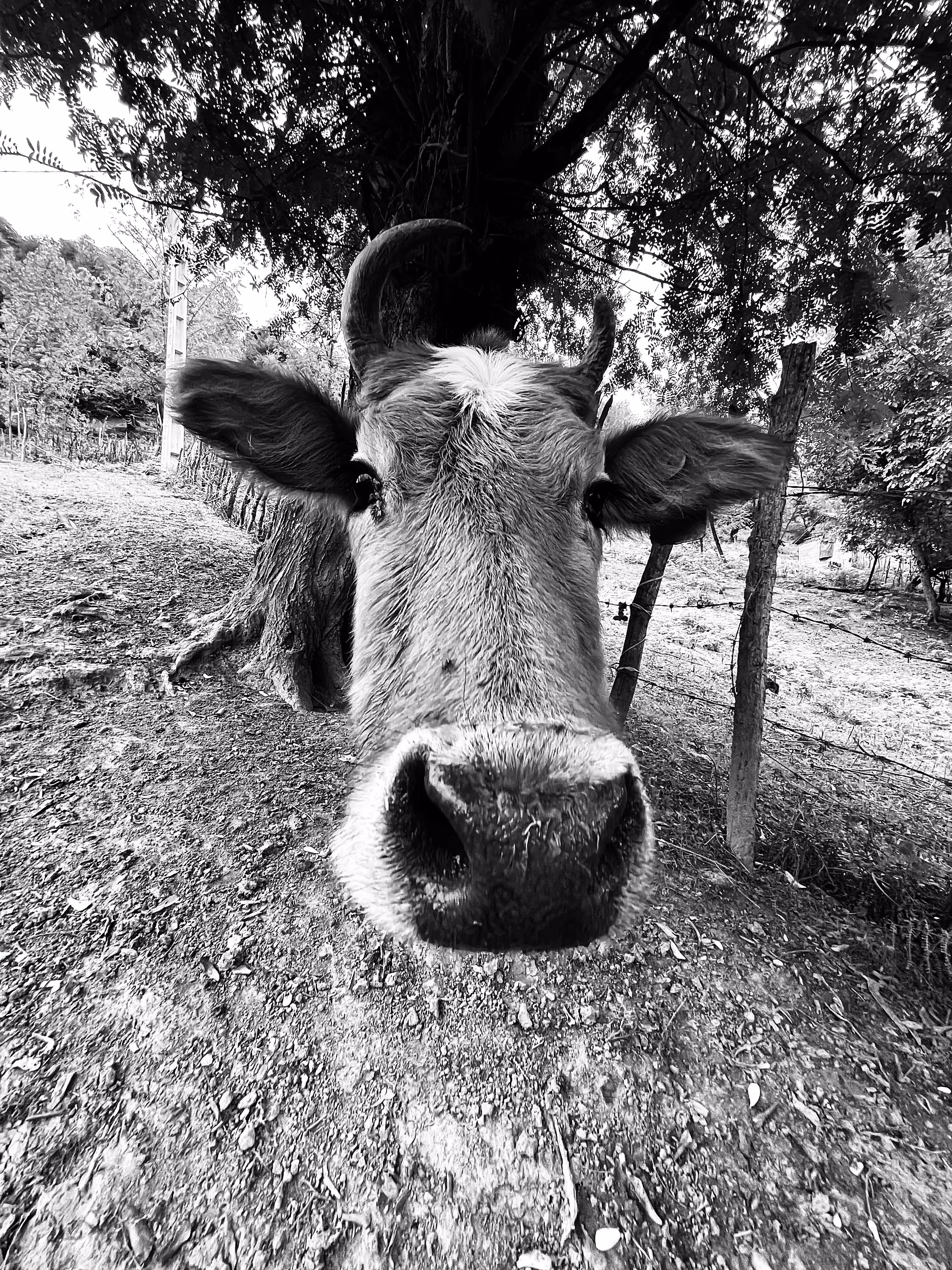 The Moo point