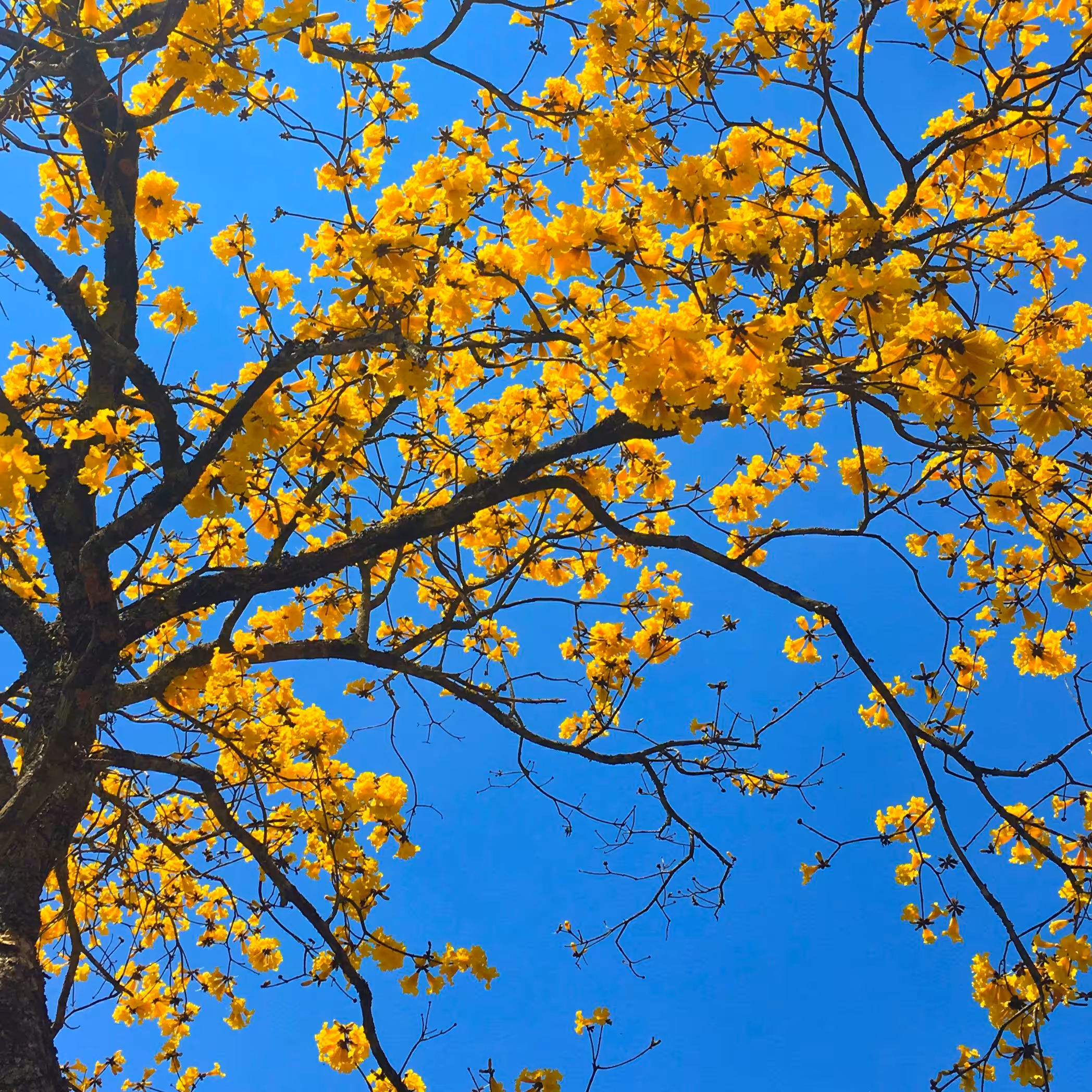 Branches #1