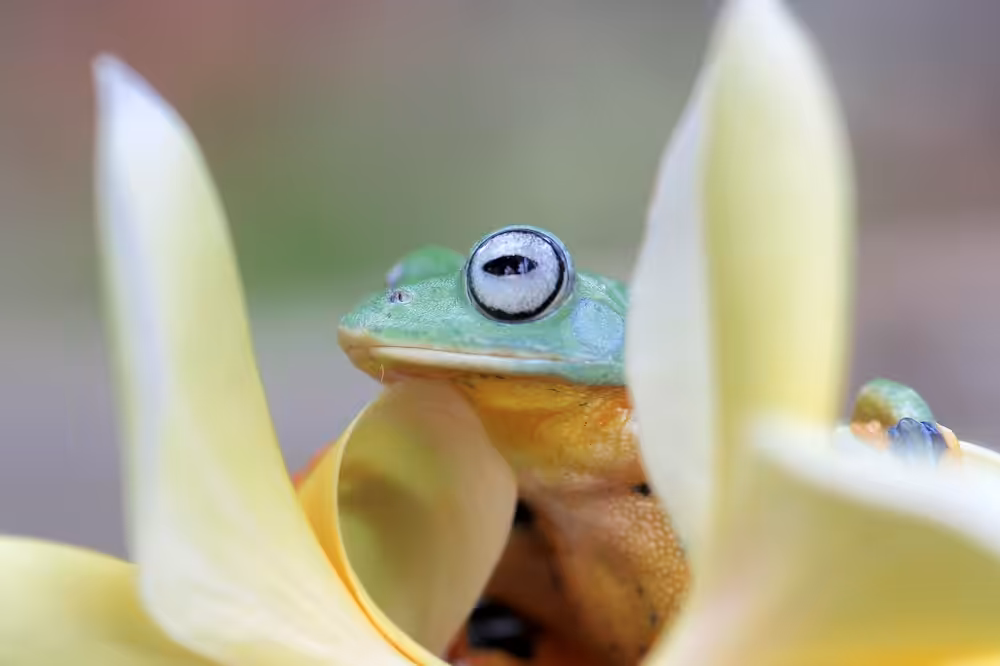 Wallace's flying frog, frogs