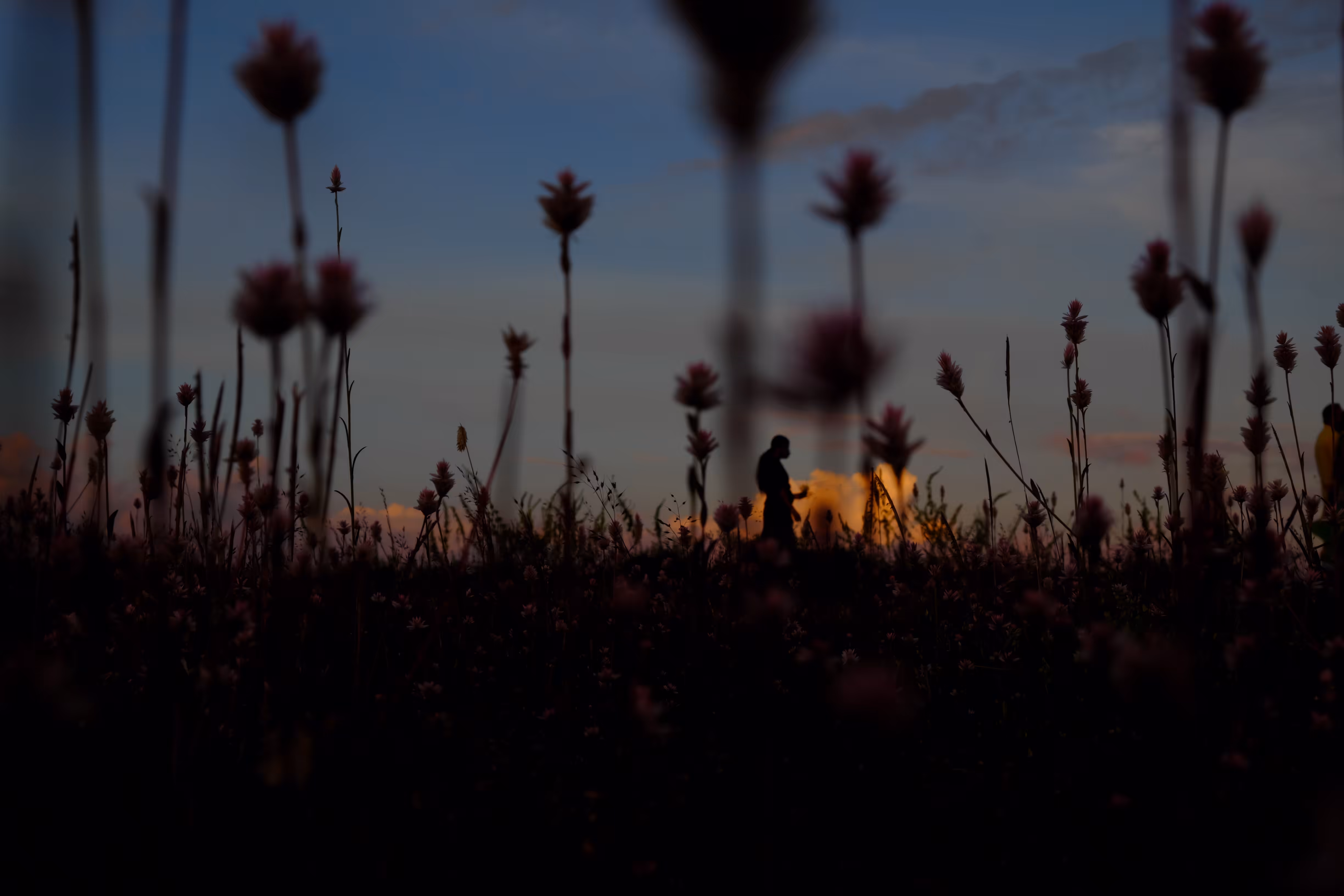 Blooms of Optimism 