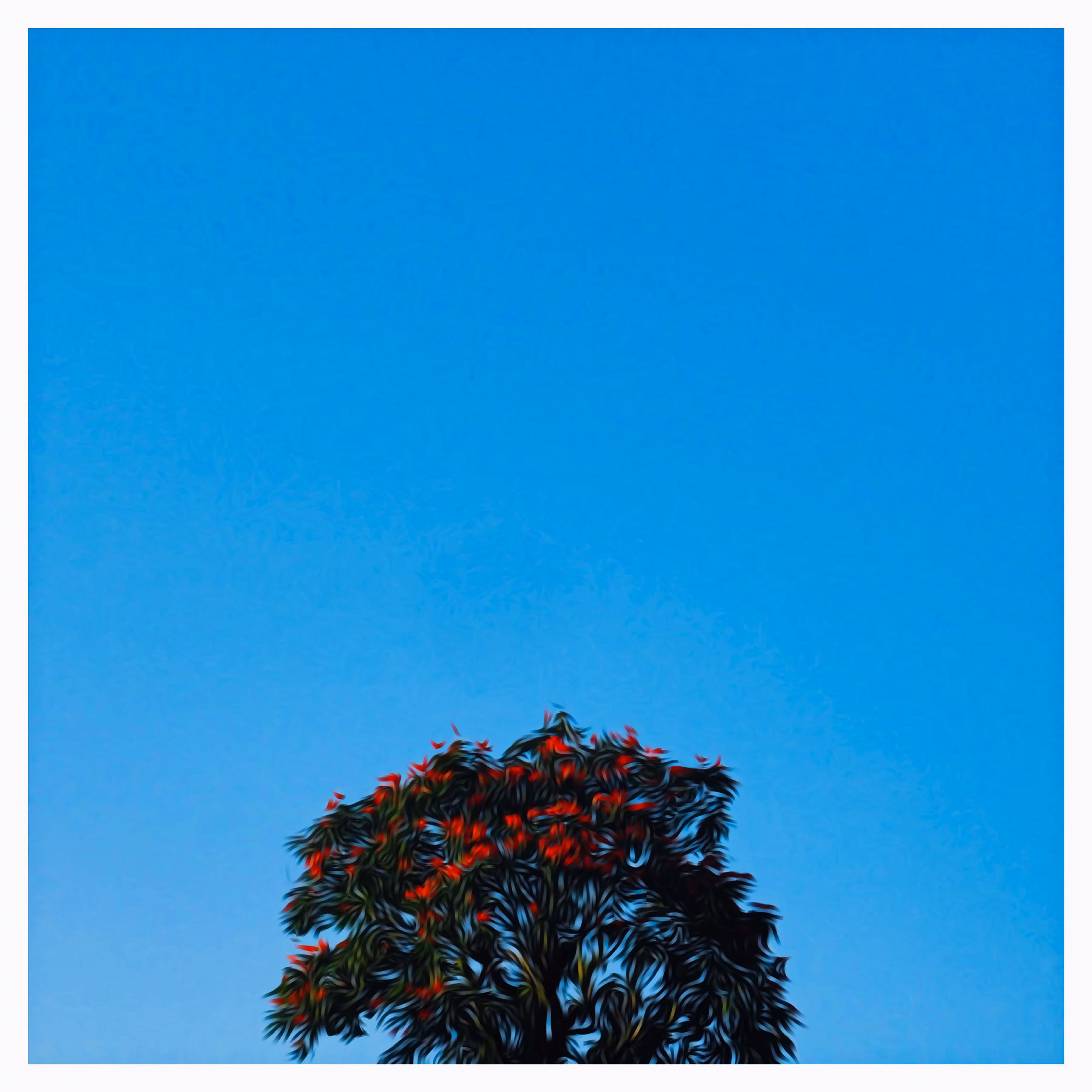 Summer Bloom