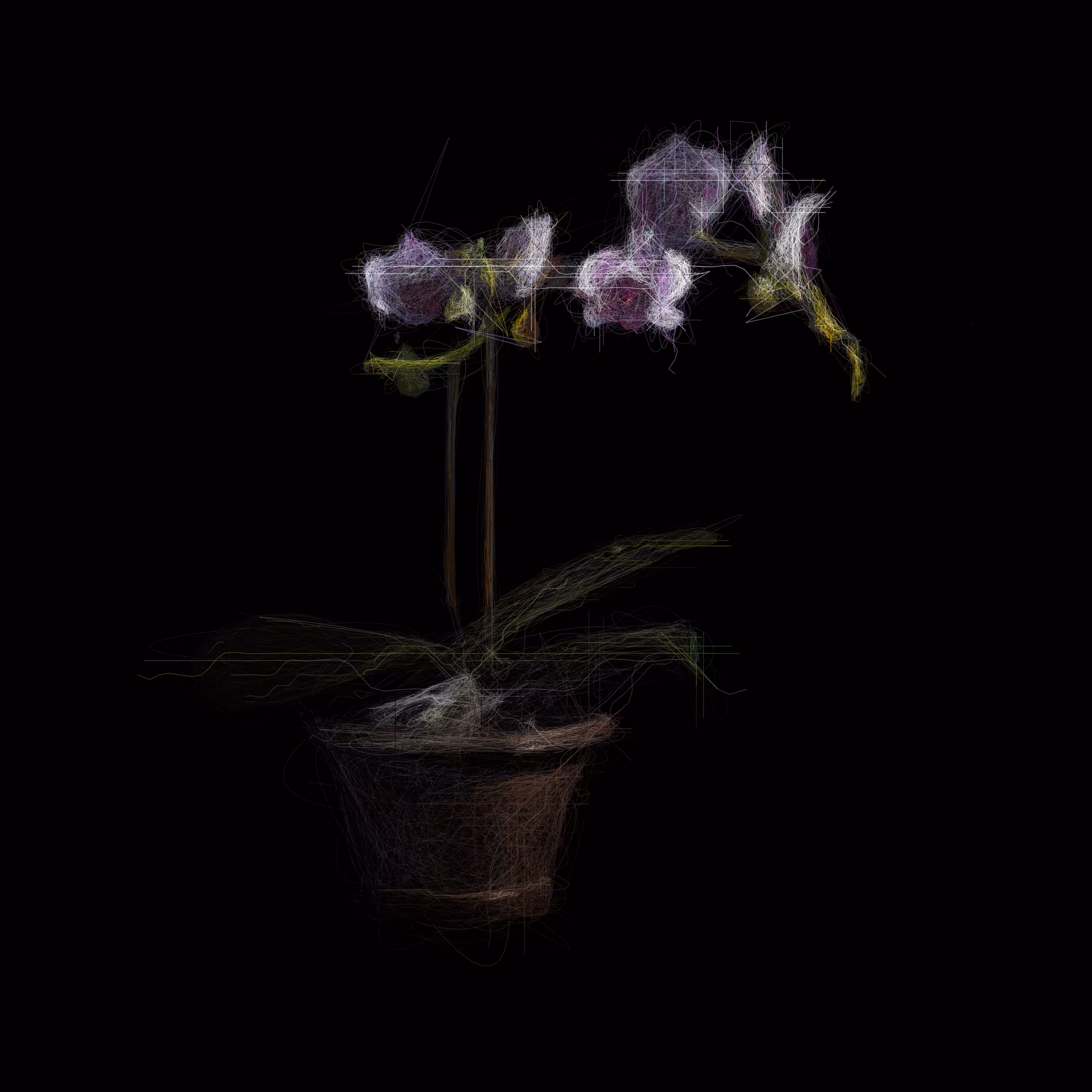Orchids II