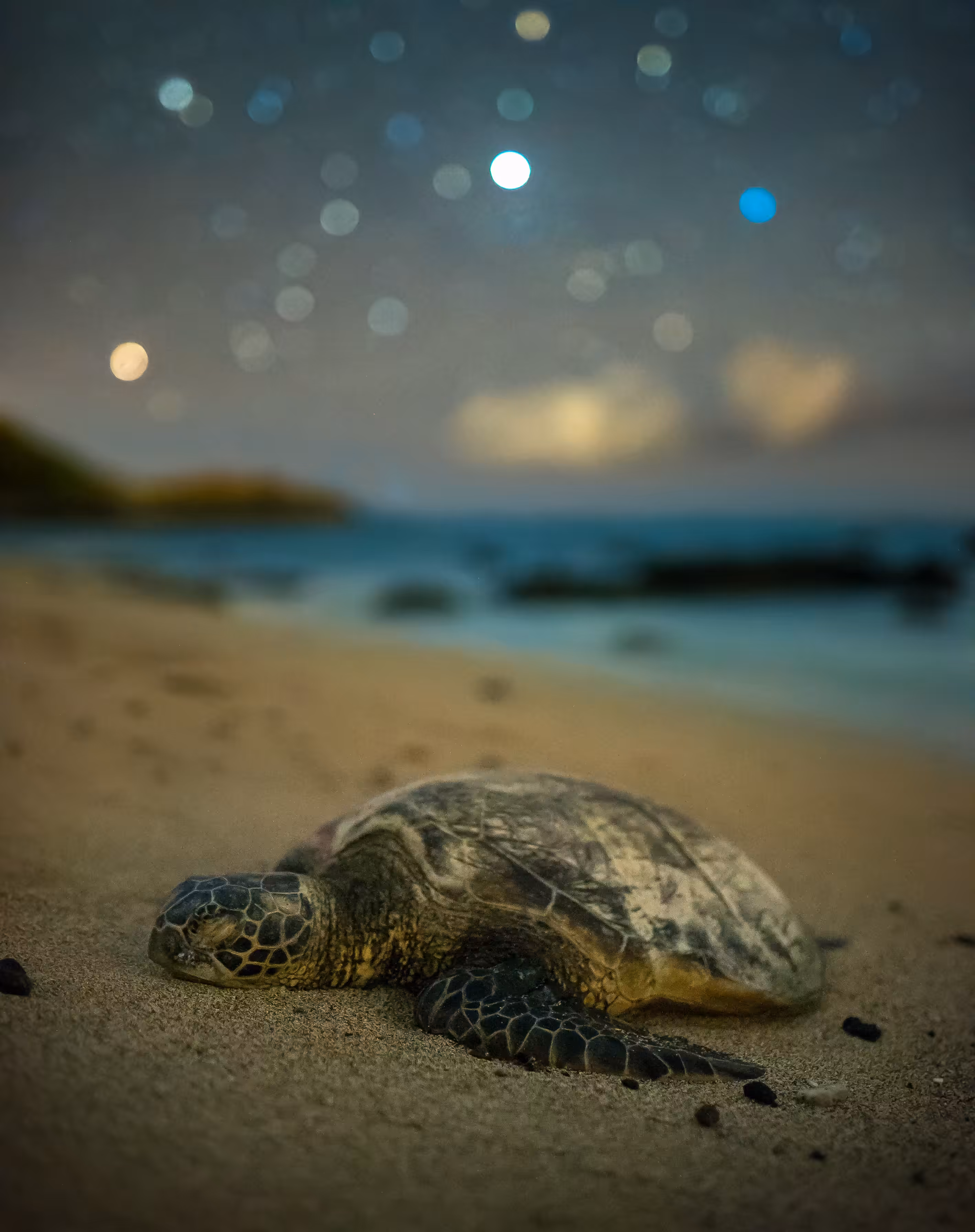 'Honu' turtle chilling on Hawai'i's beach