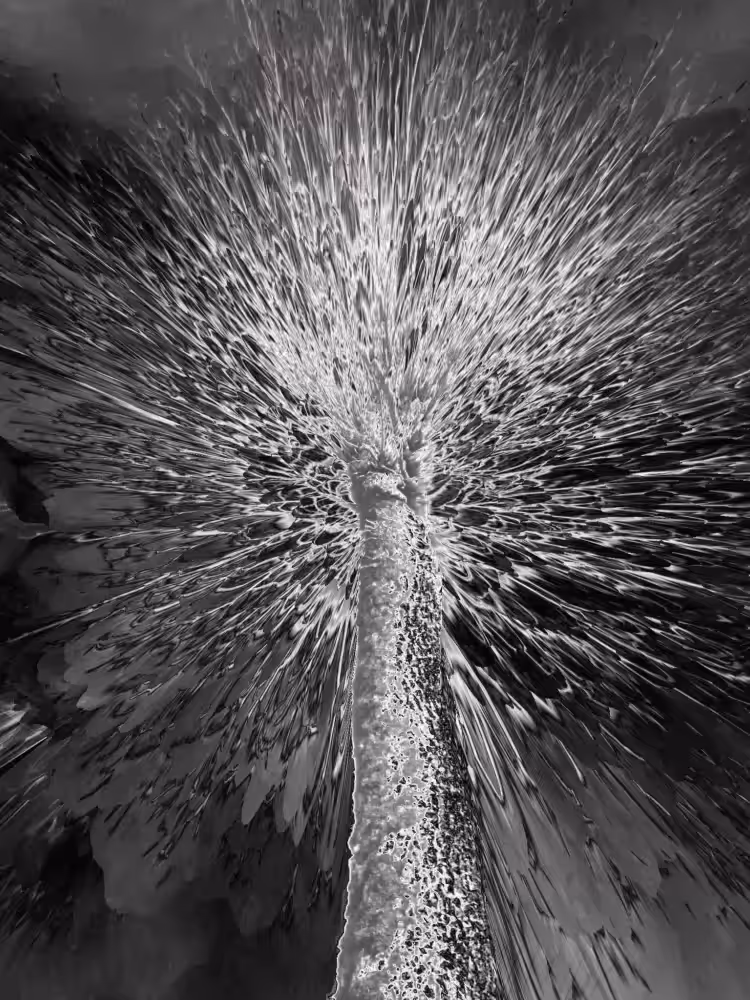 Tree of Light