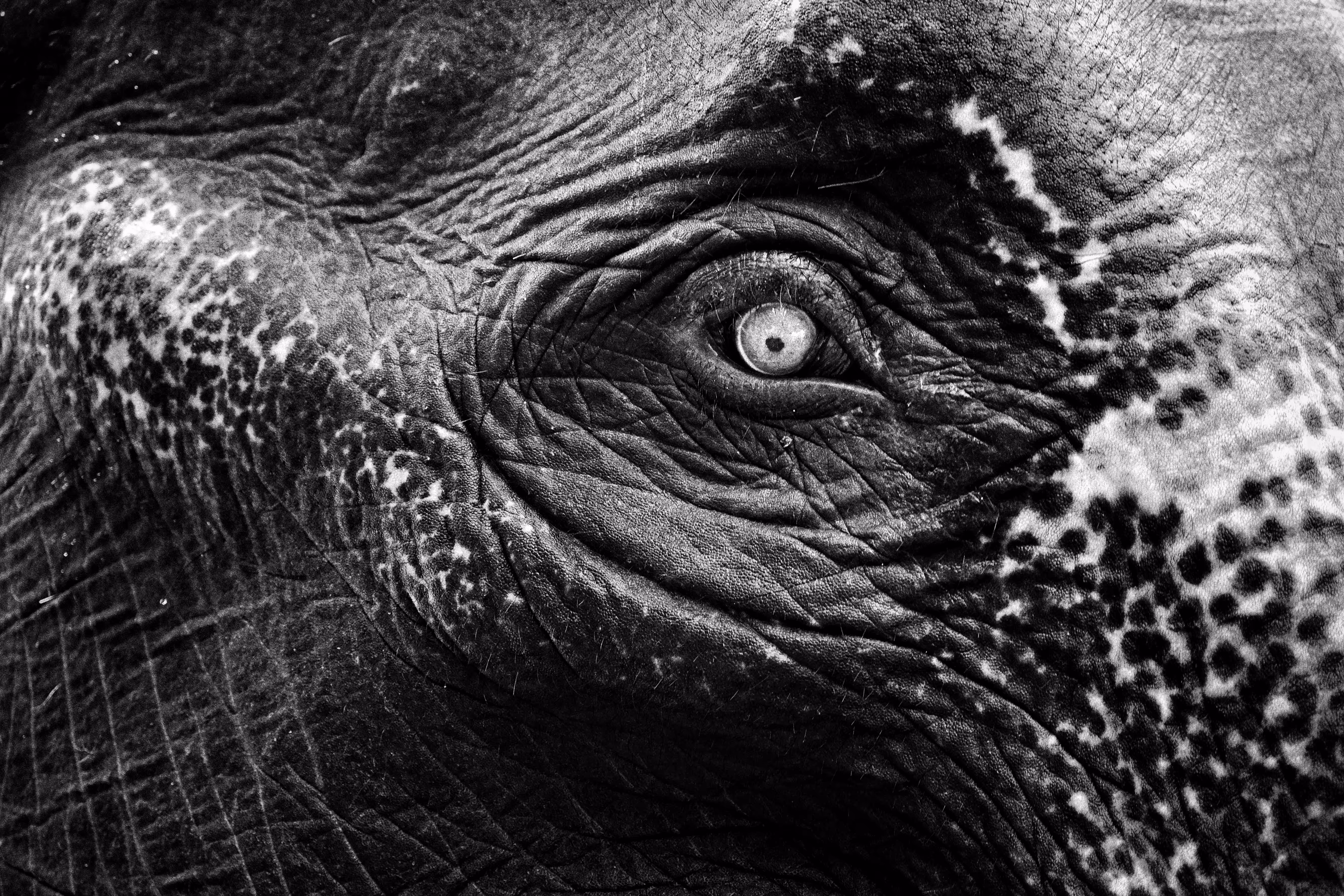 Elephantscape