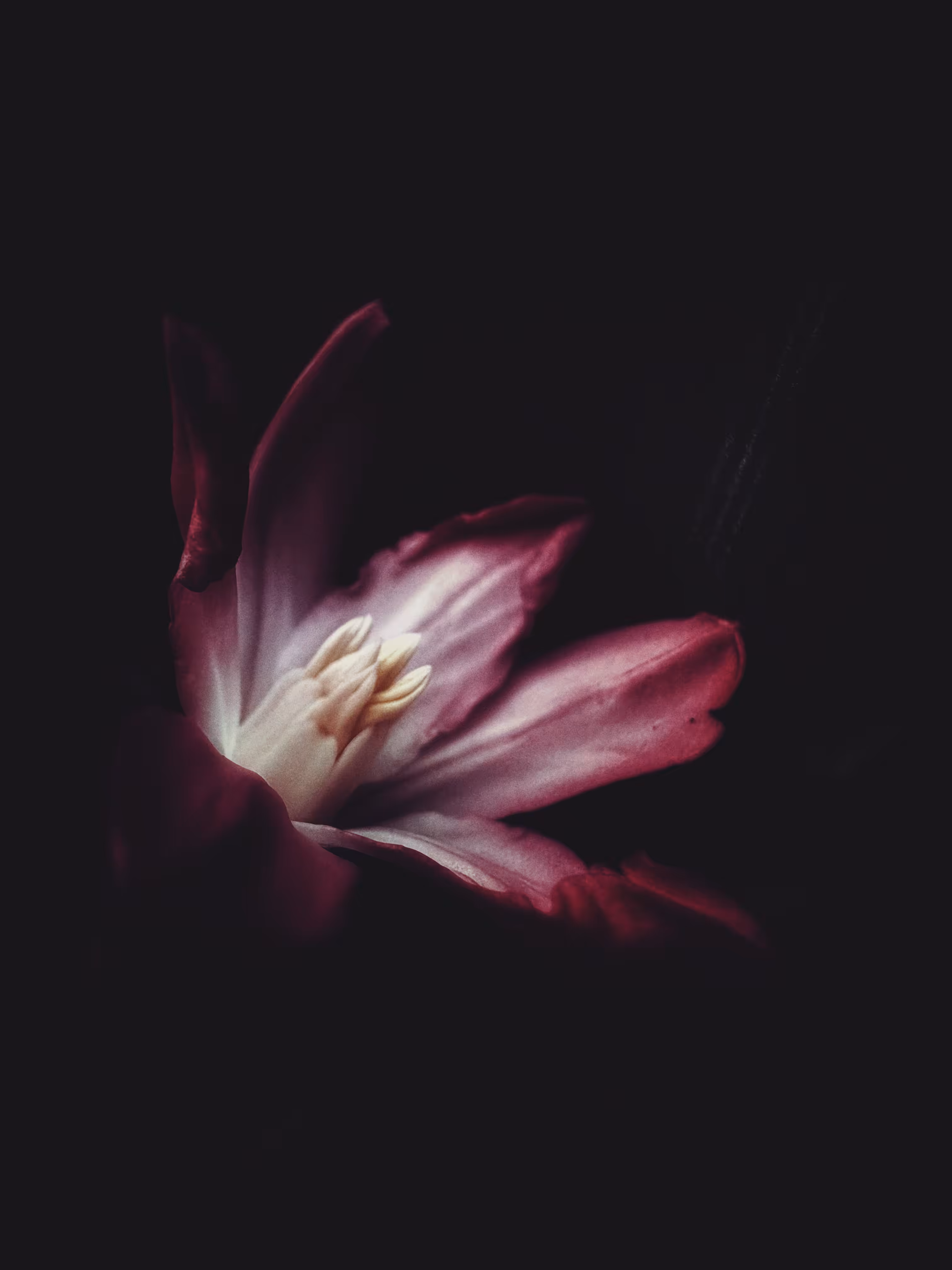 First Light