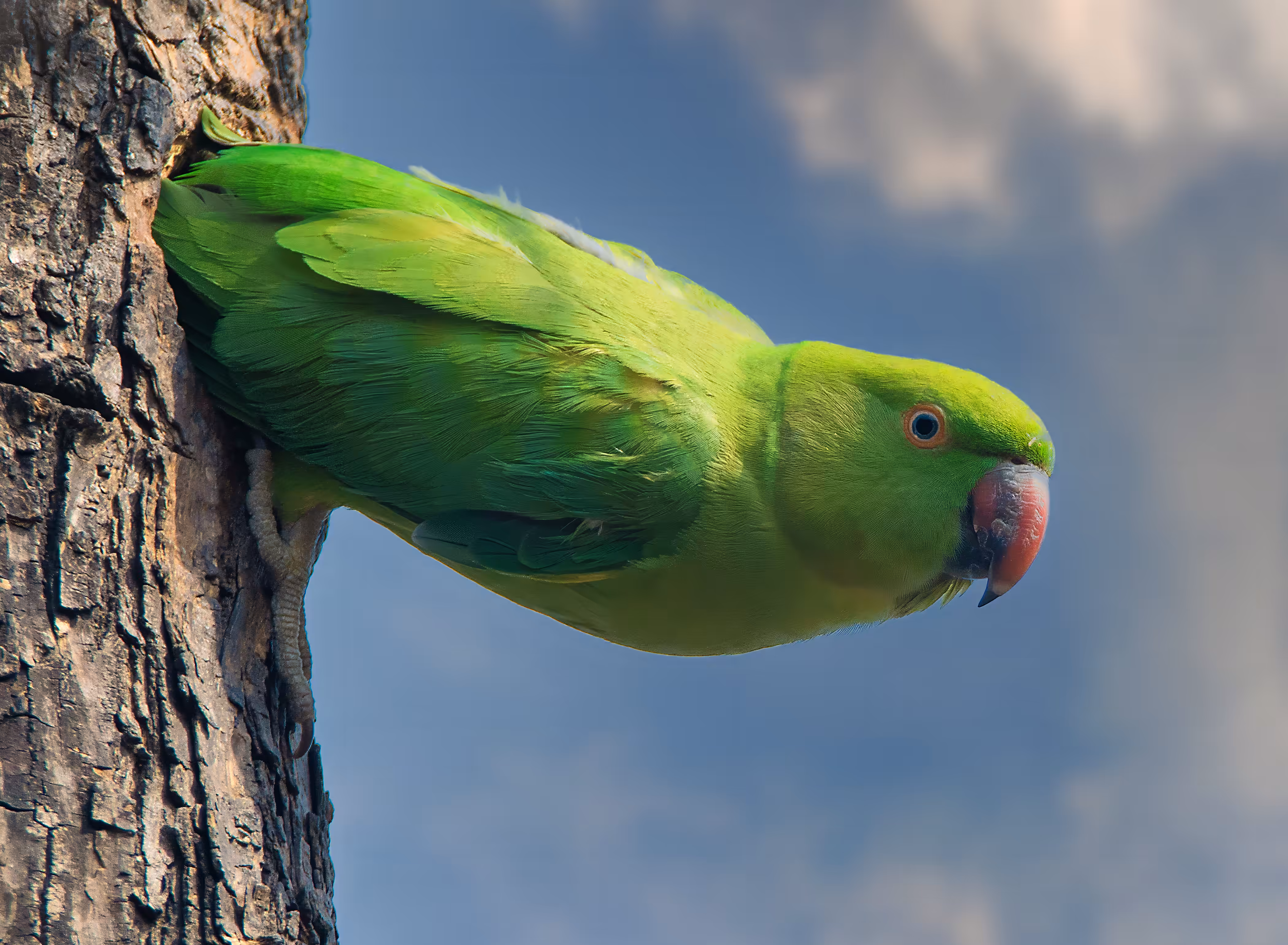 Rose Ringed Parakeet