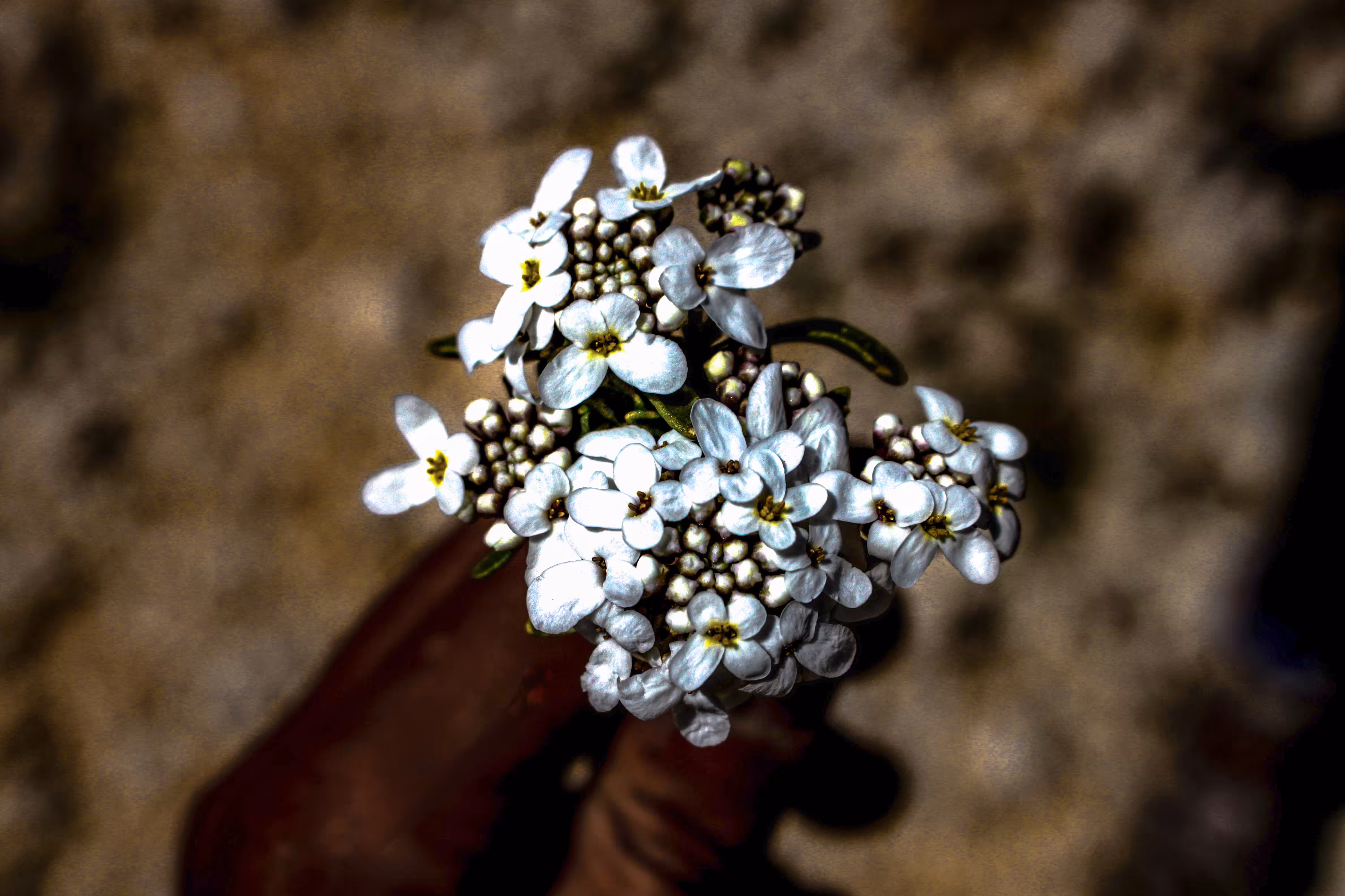 A Pure White Iberis Like Your Hearts