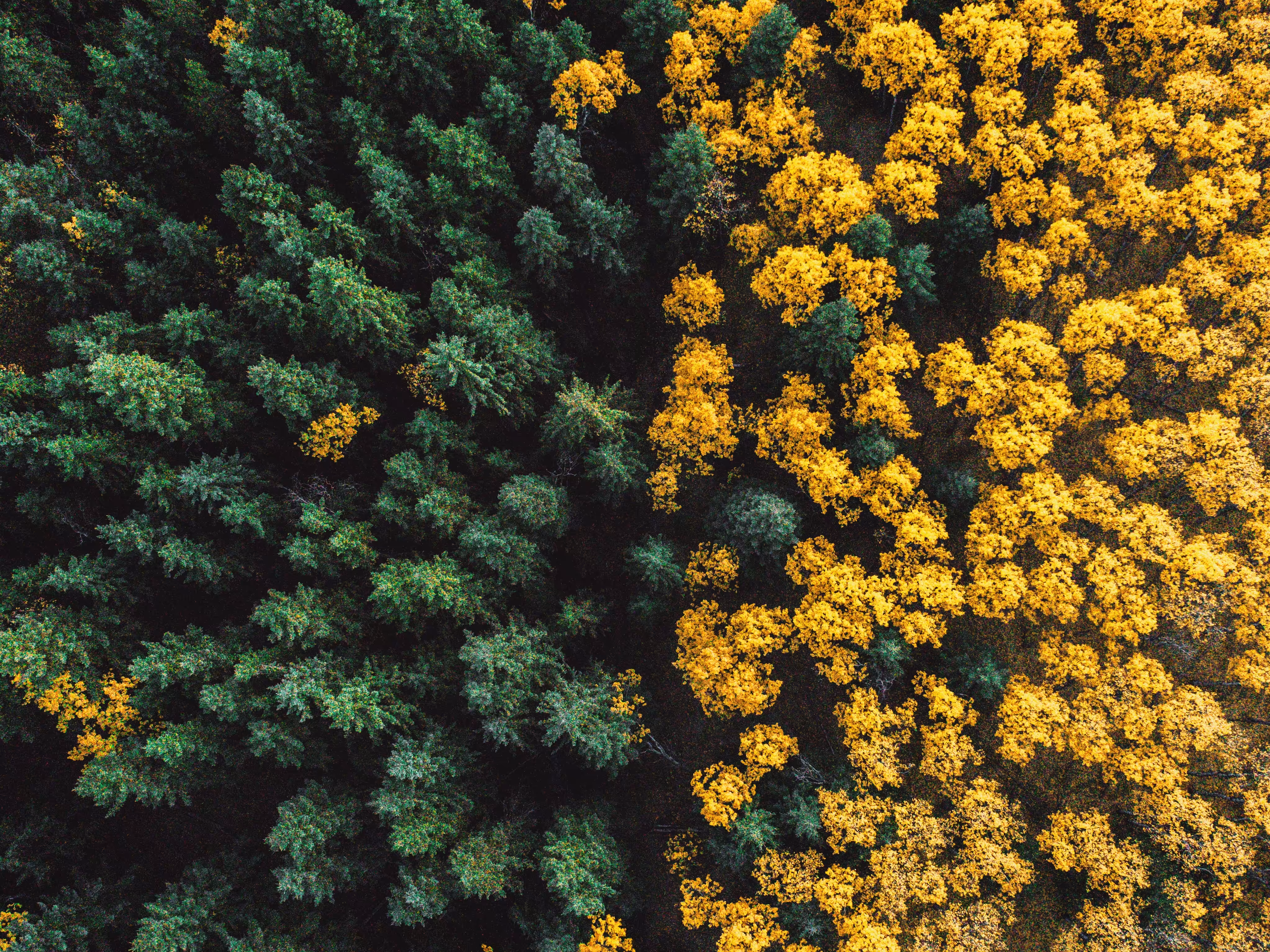 Nature's Divide