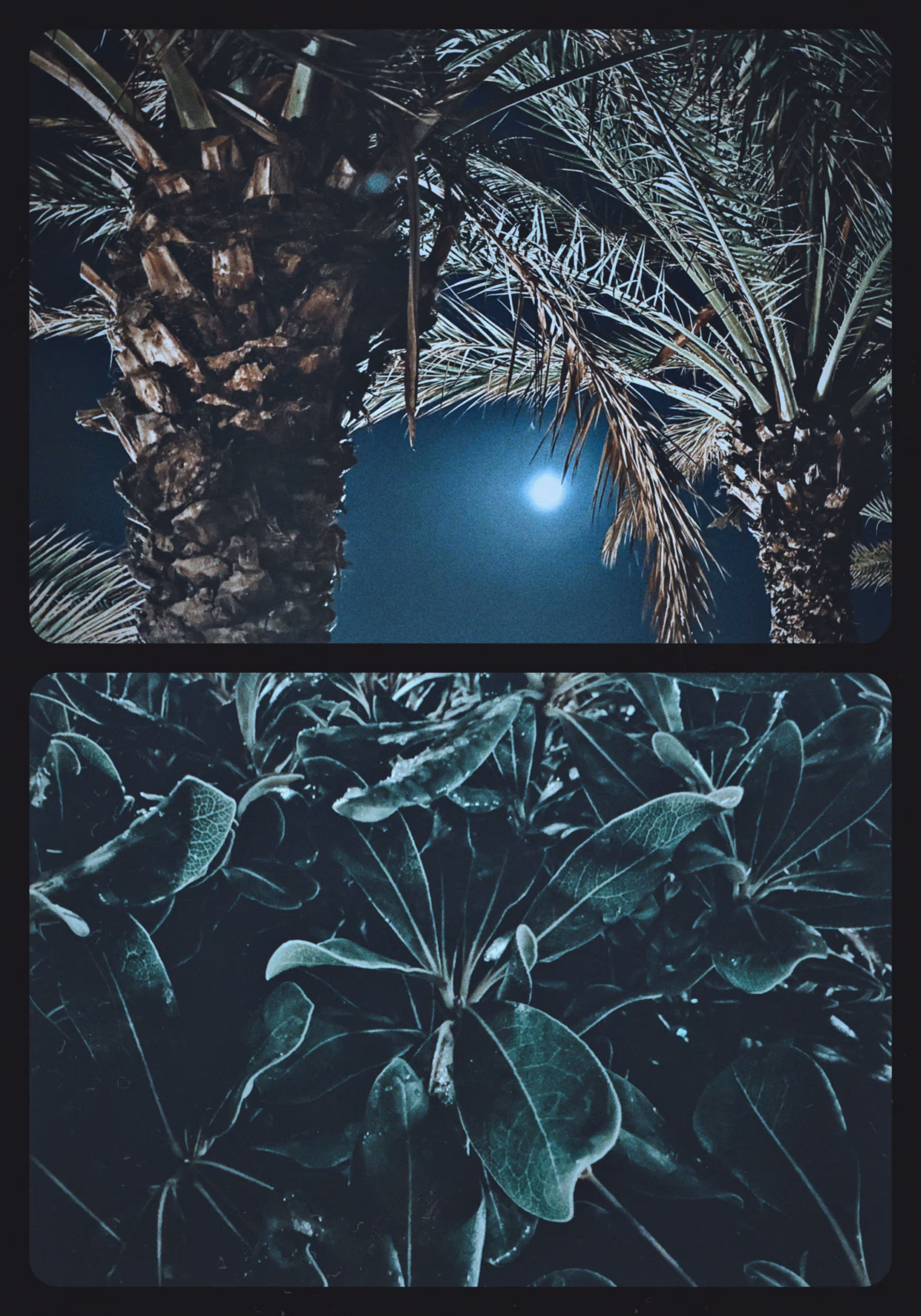 Summer Nights