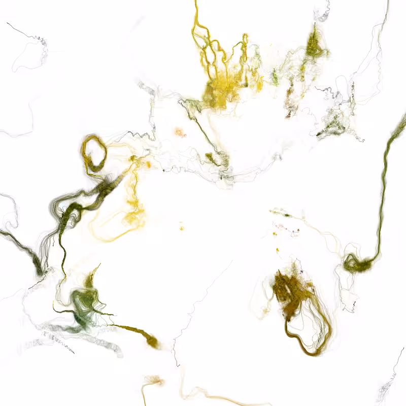 Hypericum #227