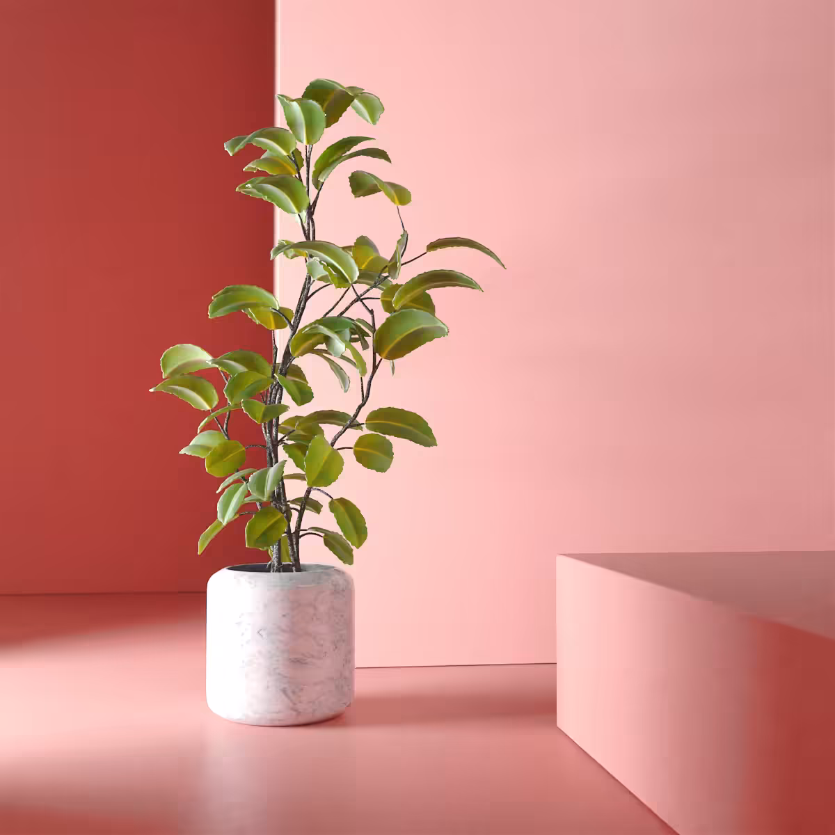 Sweet Plant