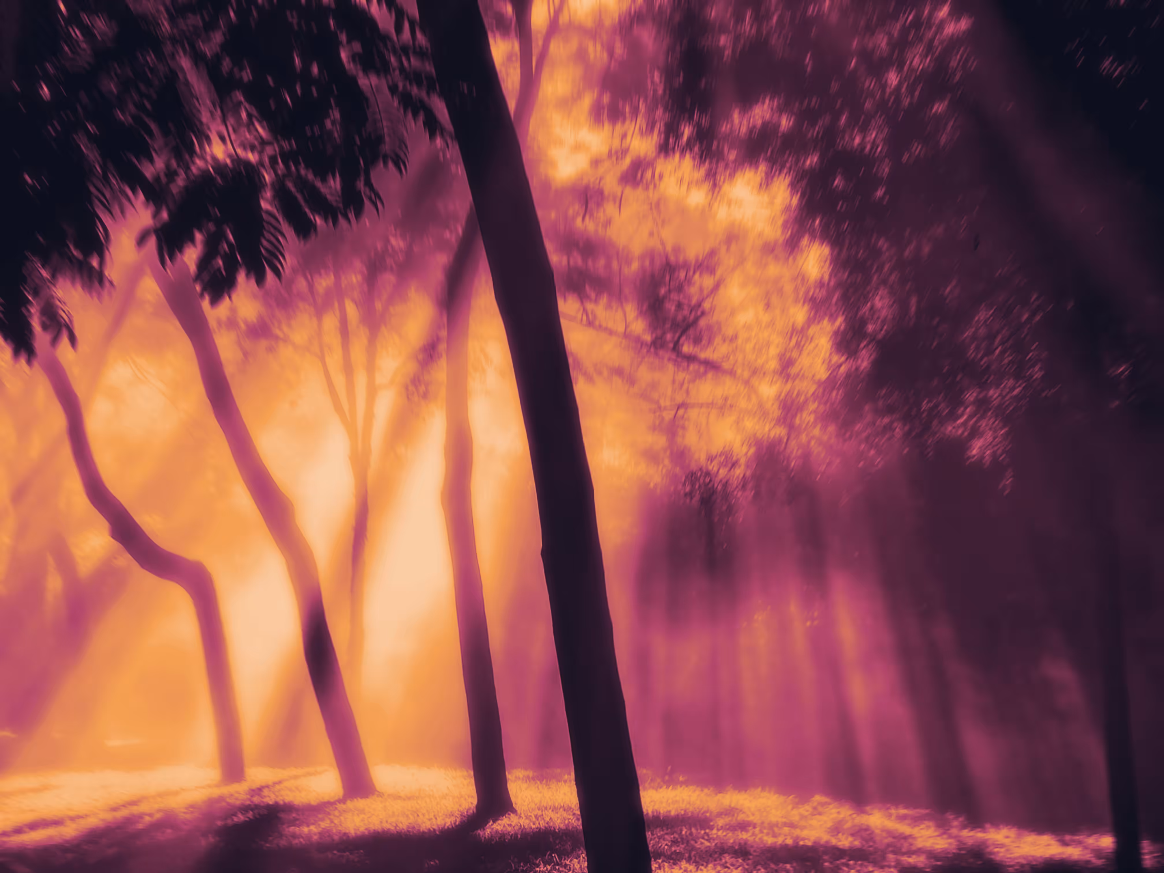 The lost woods