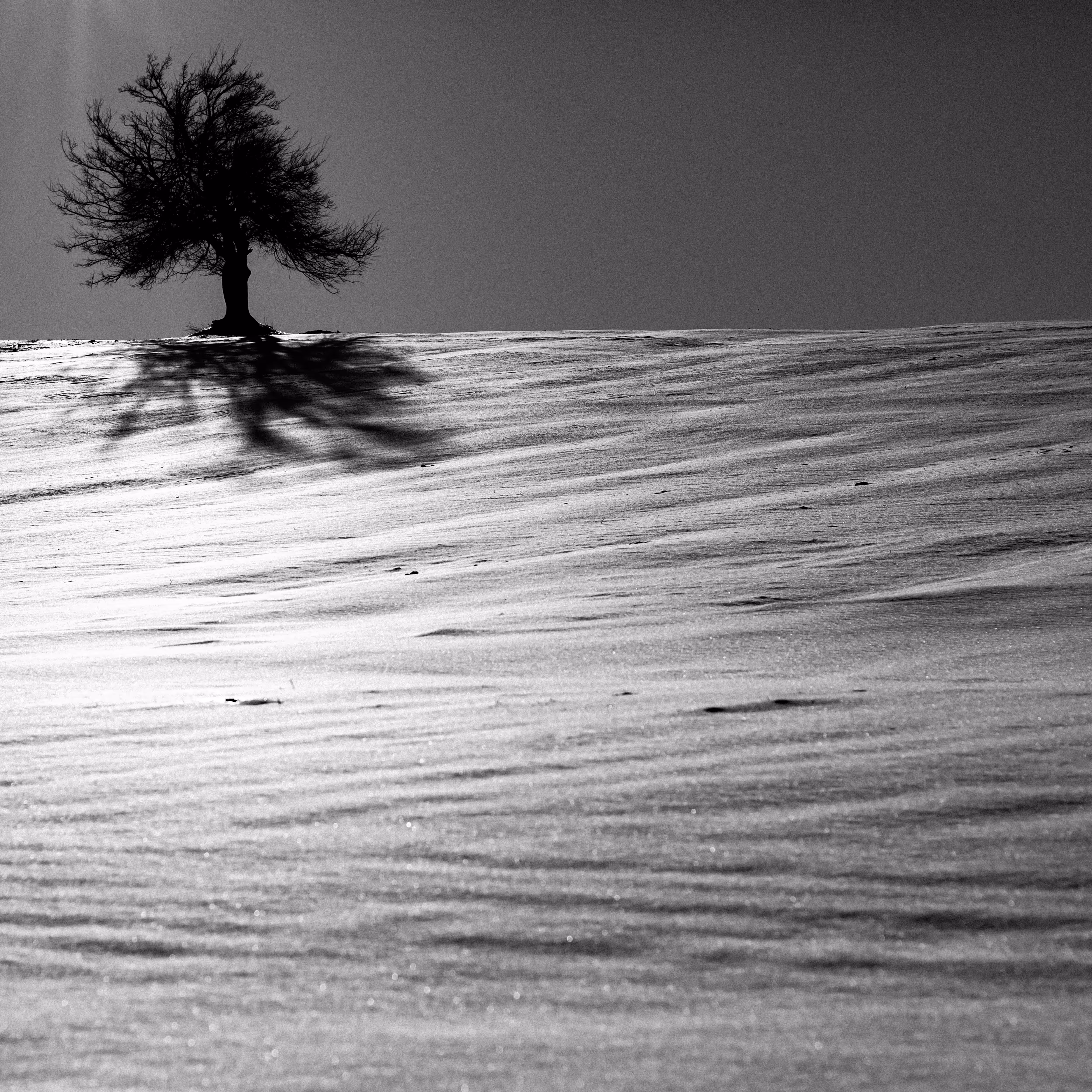 "The Last Survivor of the Forest" or "Loneliness is a forest with one tree"