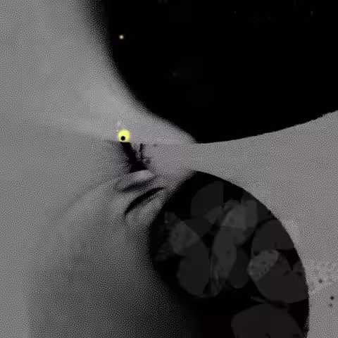 Where Butterflies Are Born