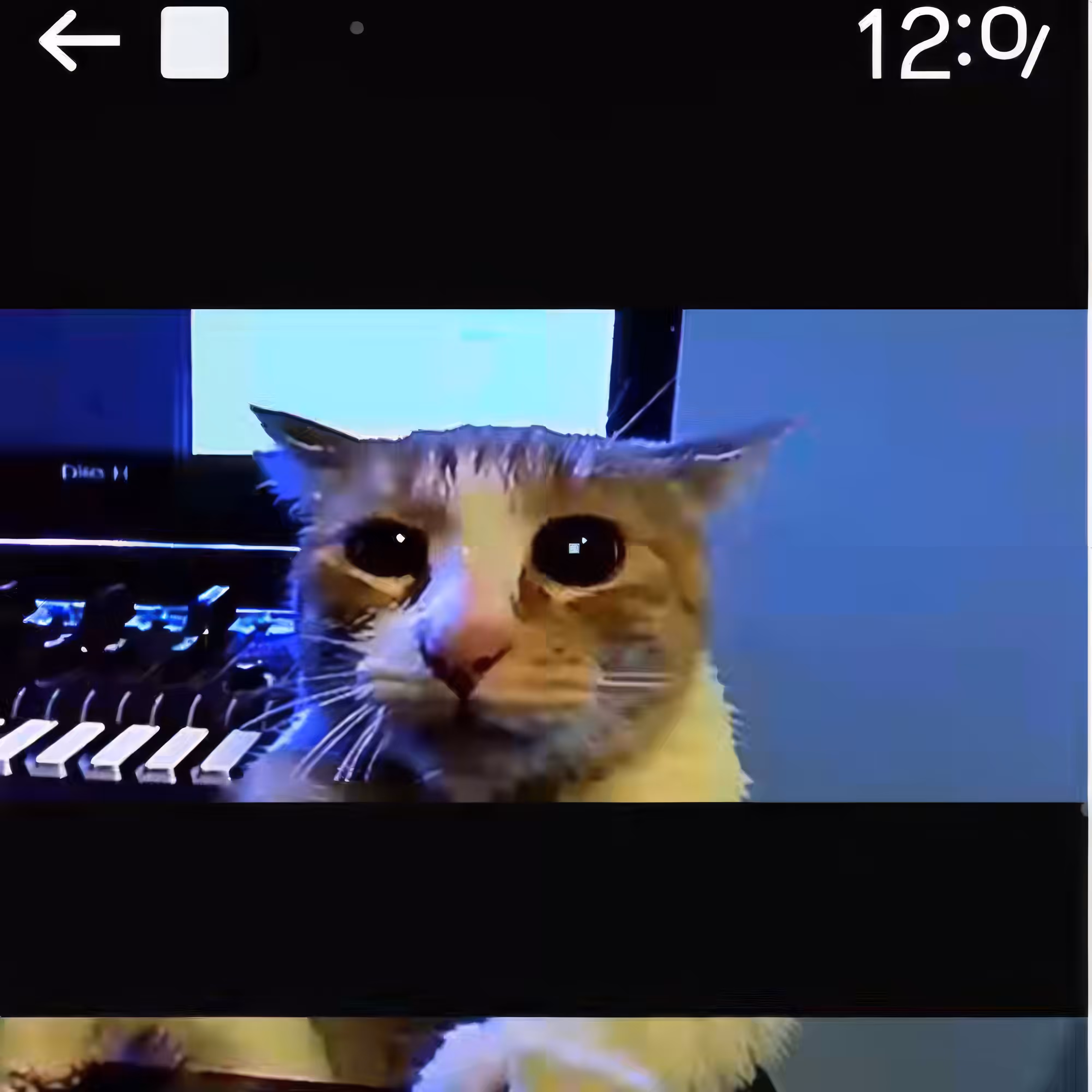 Sad-Puss