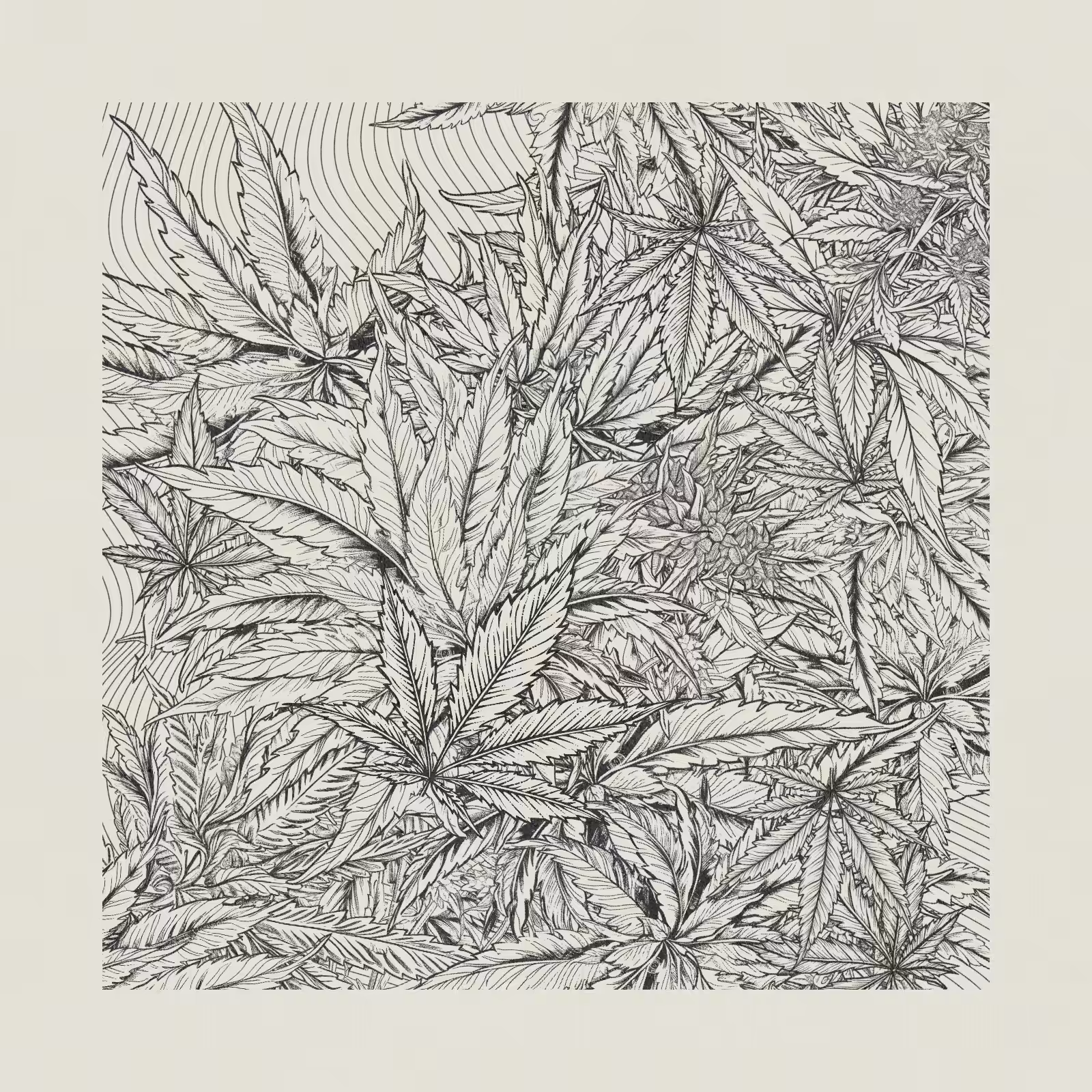 zancannabis #191