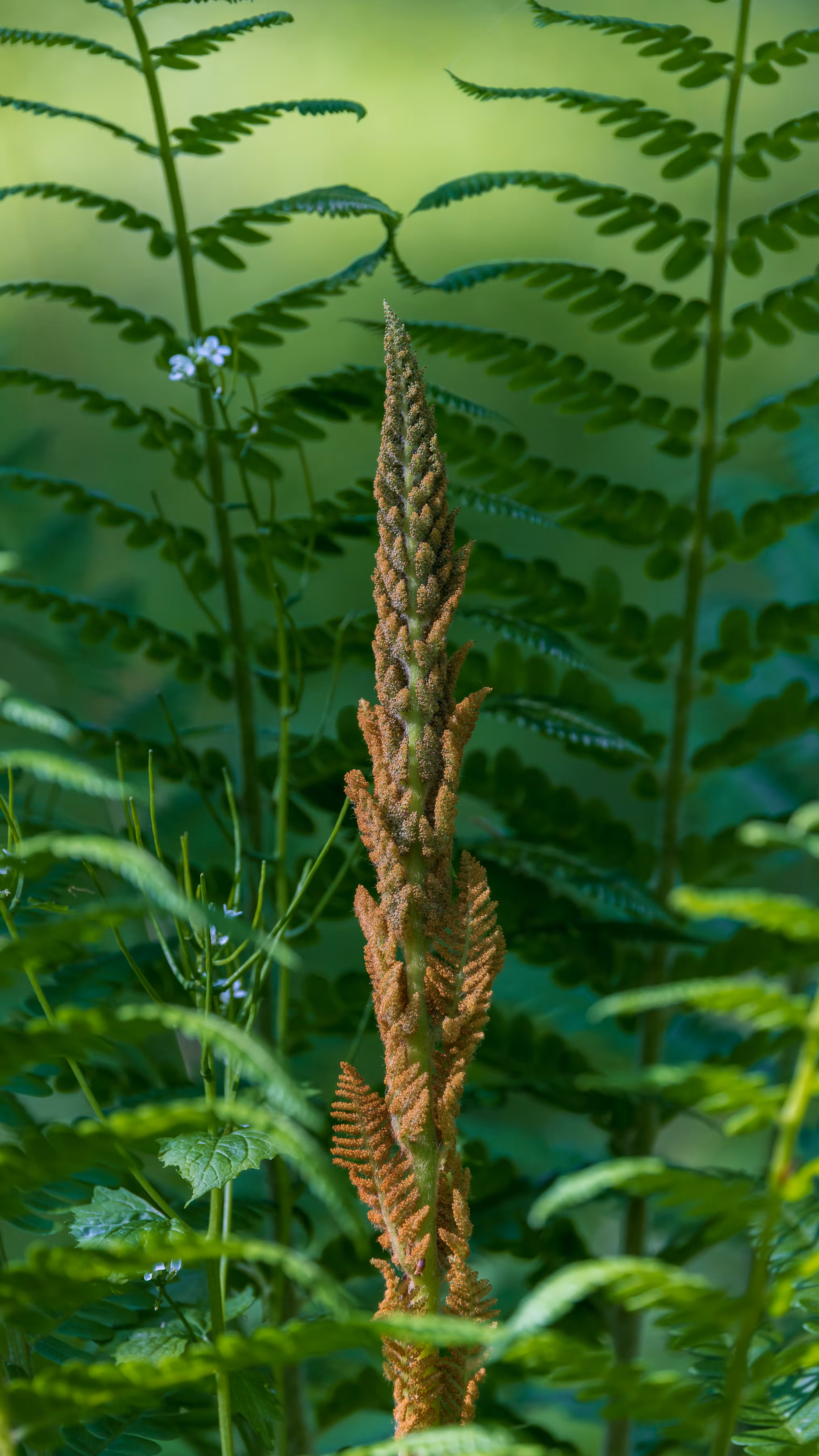 Cinnamon Fern