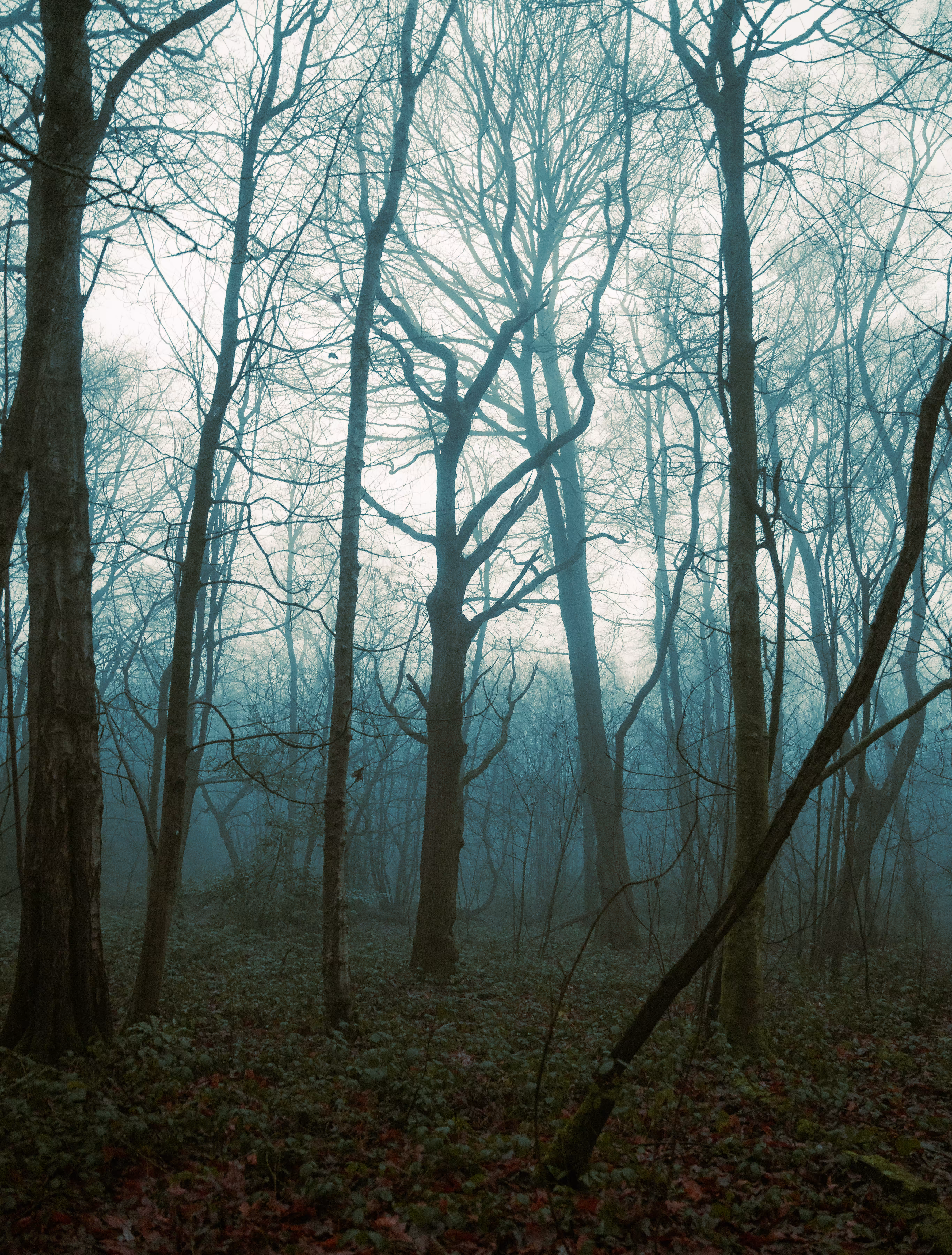 The mystical forest