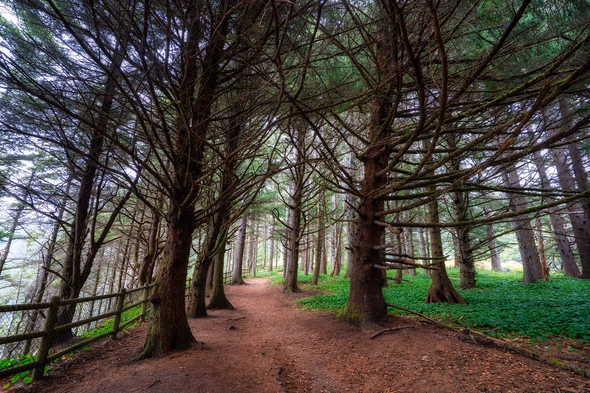 Mysterious Forest