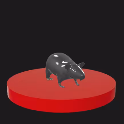 Rat