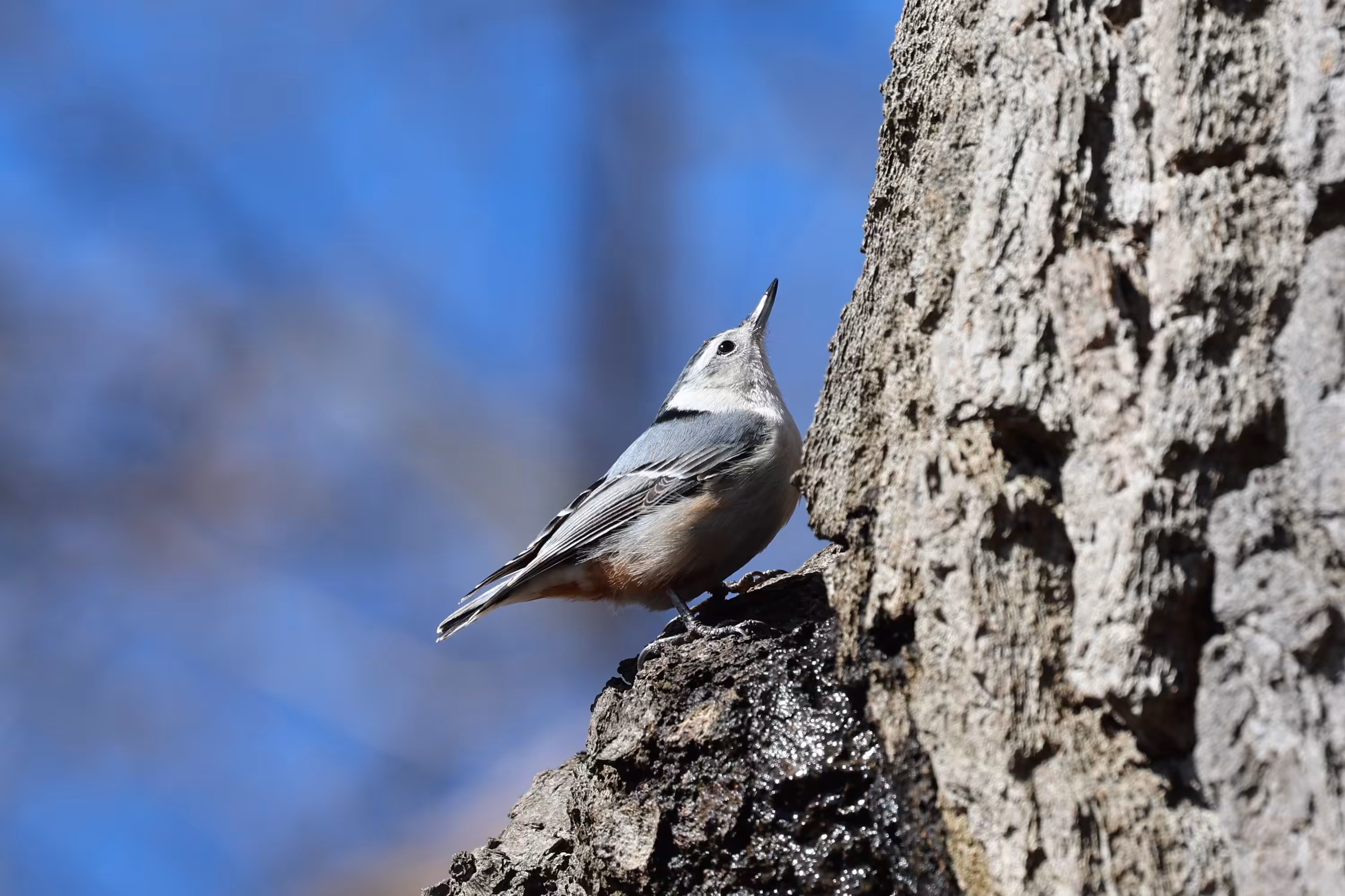 #OneToadPhotography: Tufted Titmouse