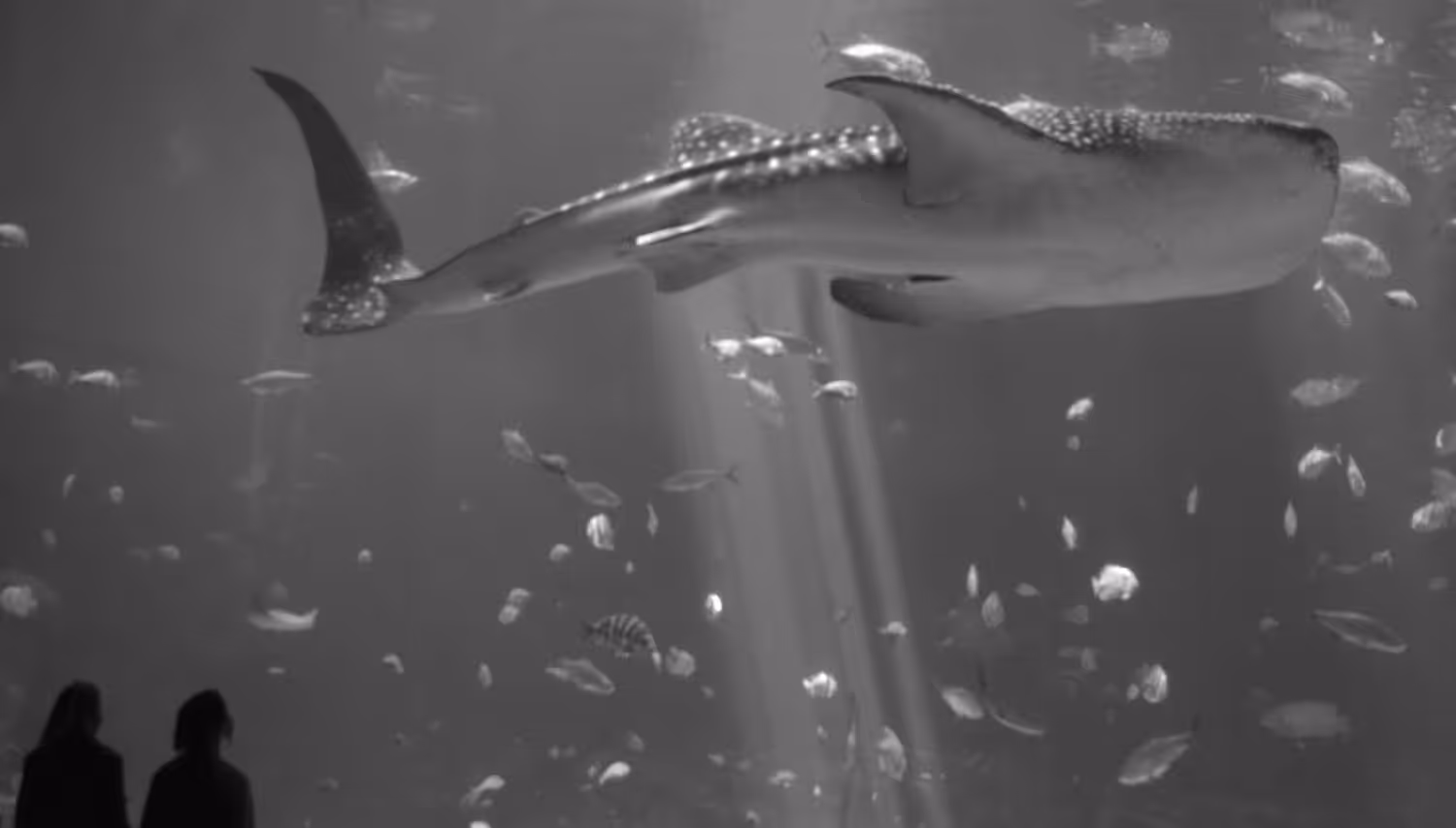 Whale Shark