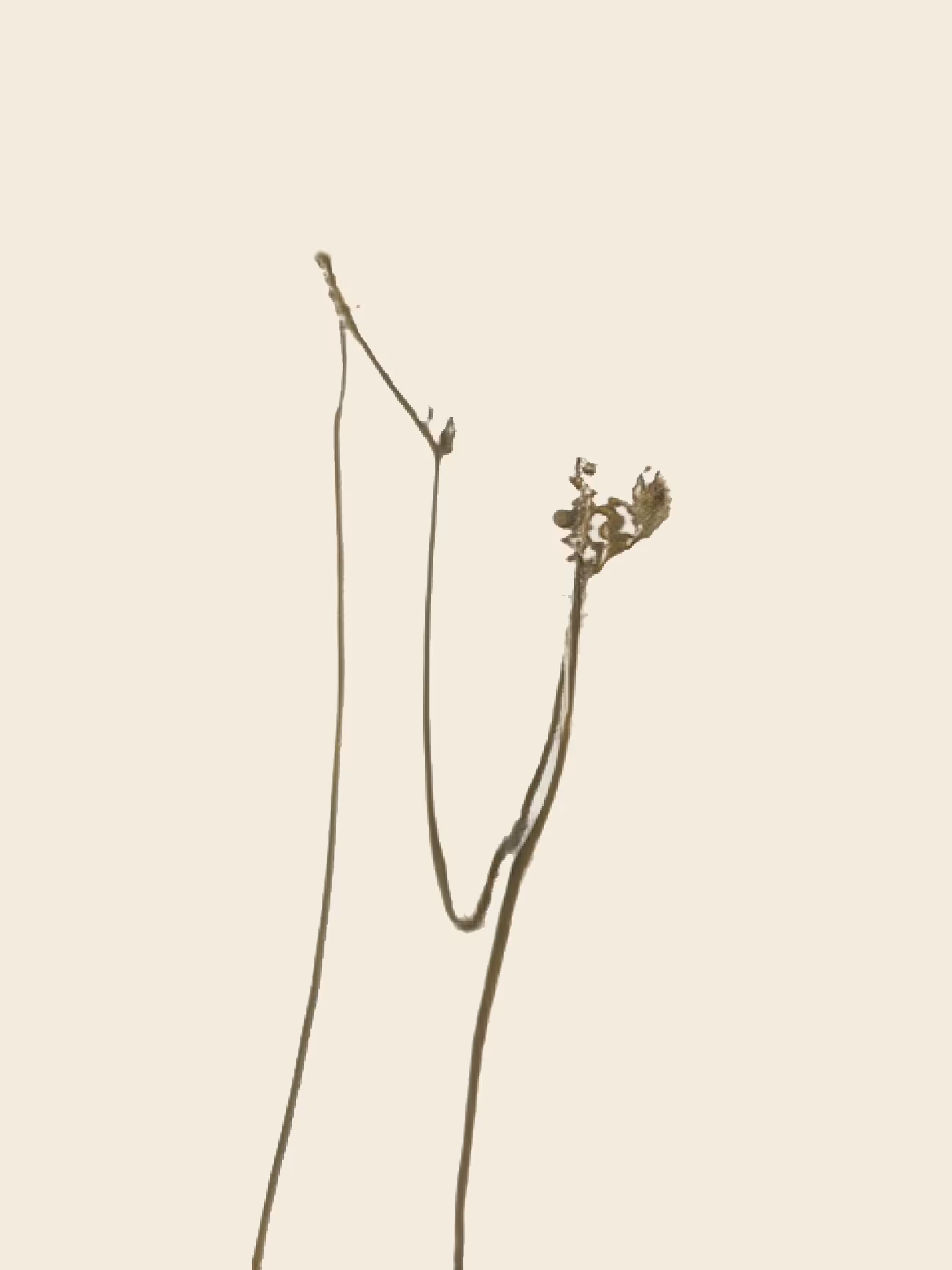 metensia rosea (study)