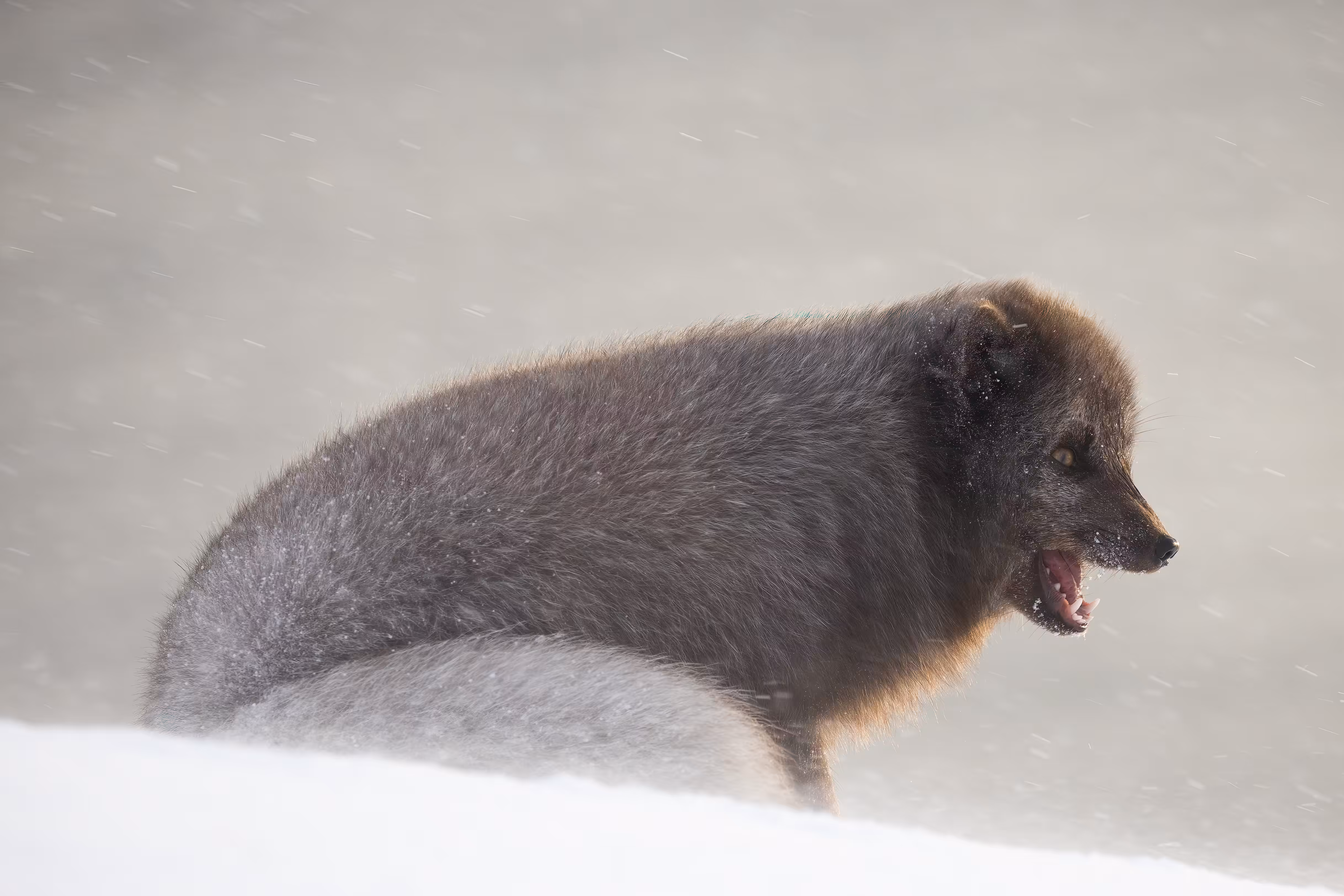 Fluffy Female 