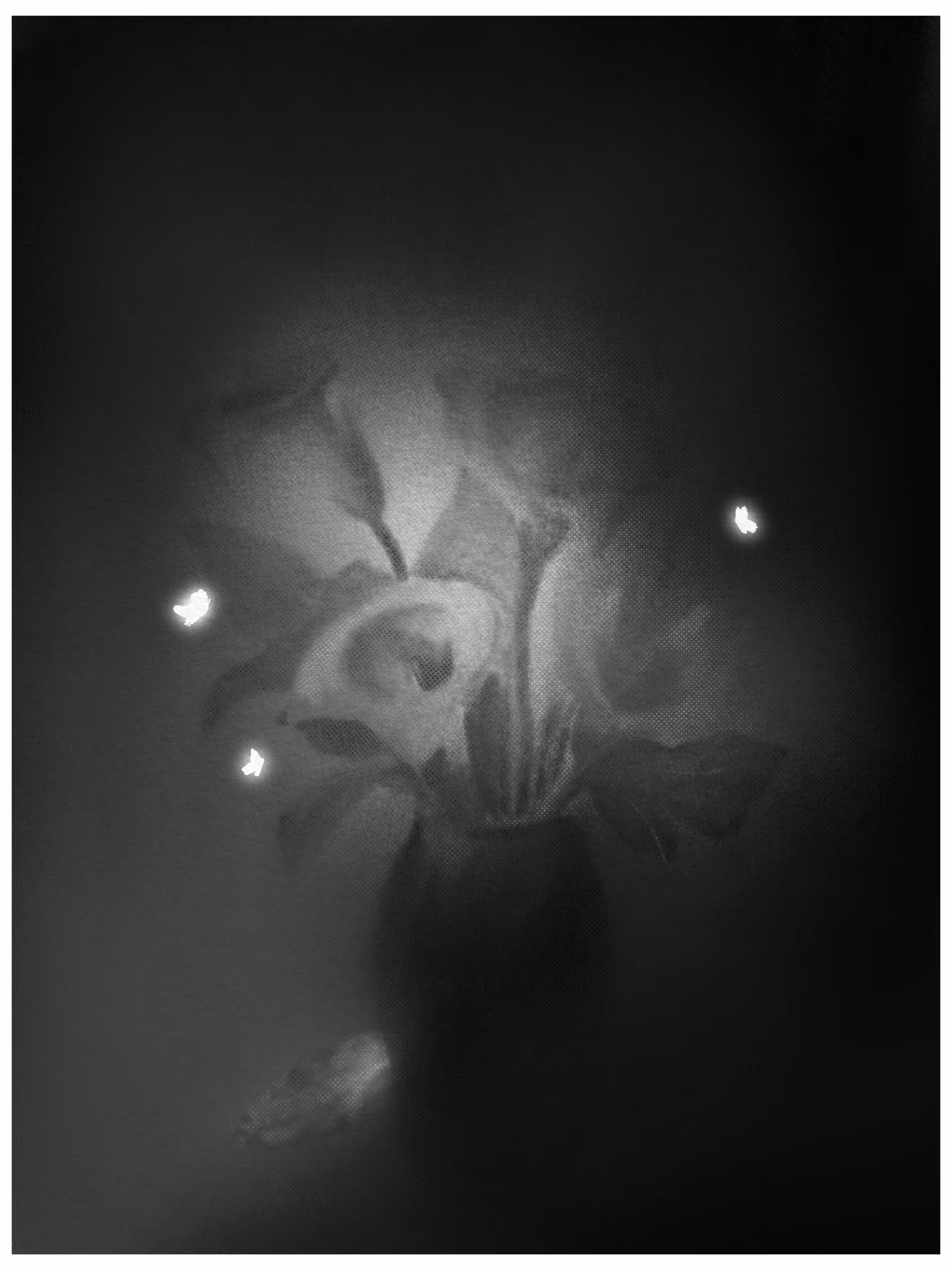 White Flower