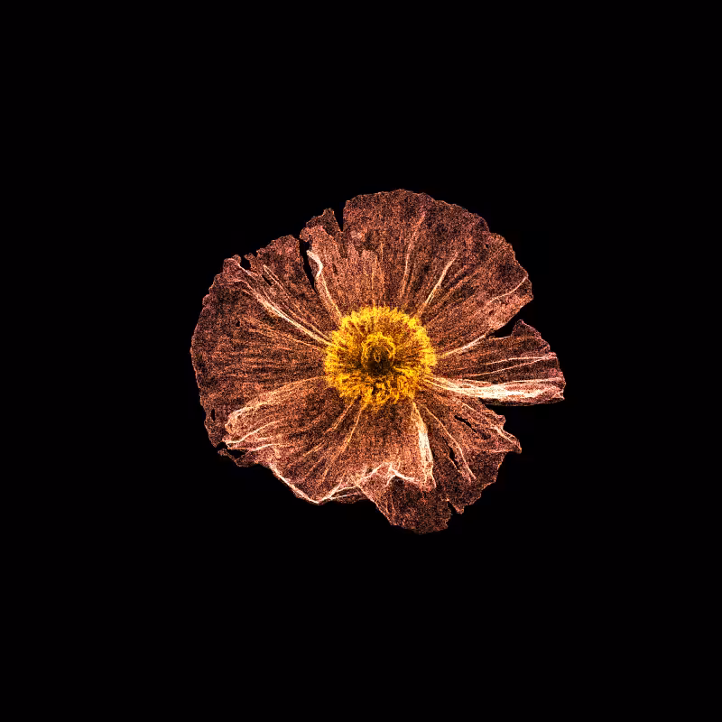 White Poppy 30 #247
