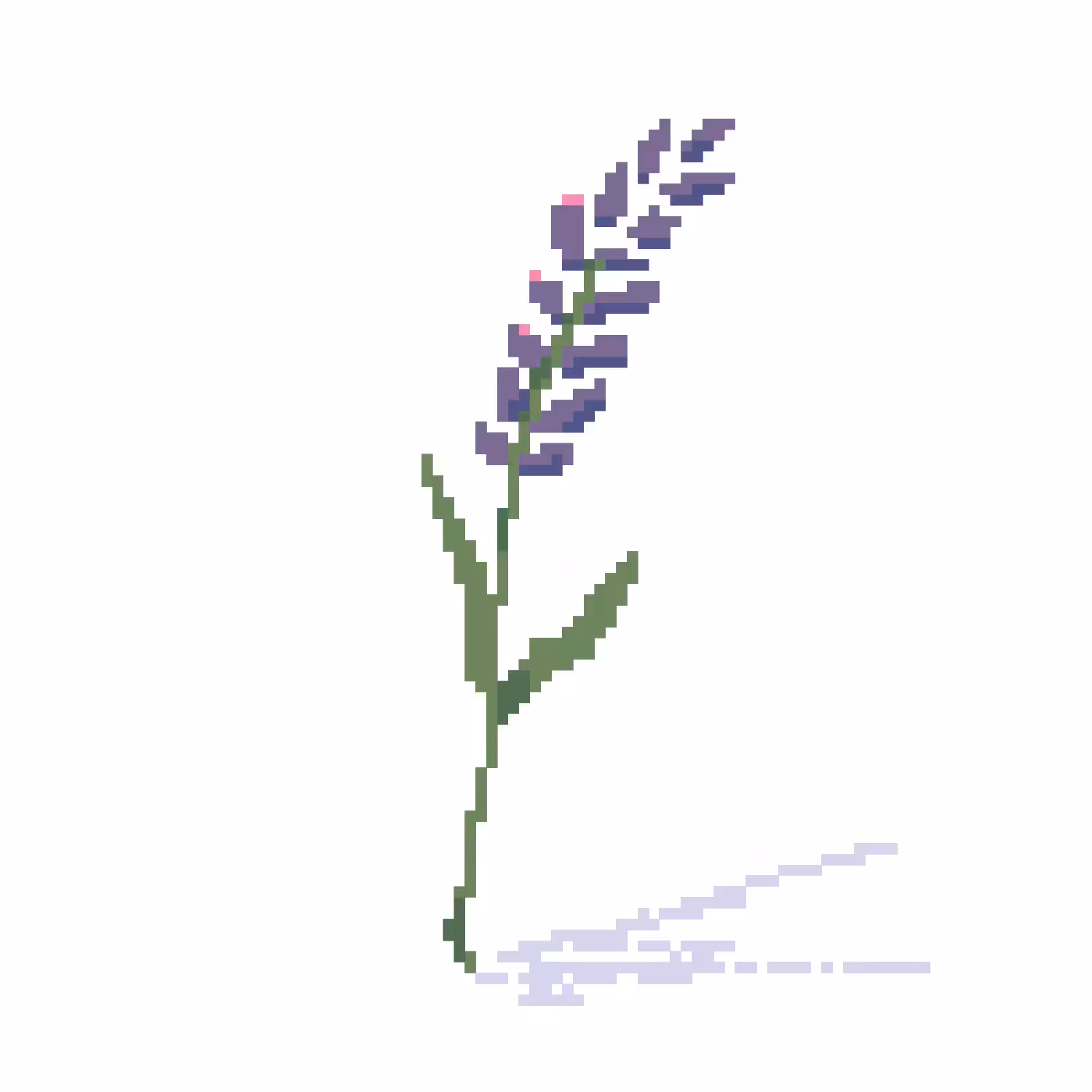 Lavender