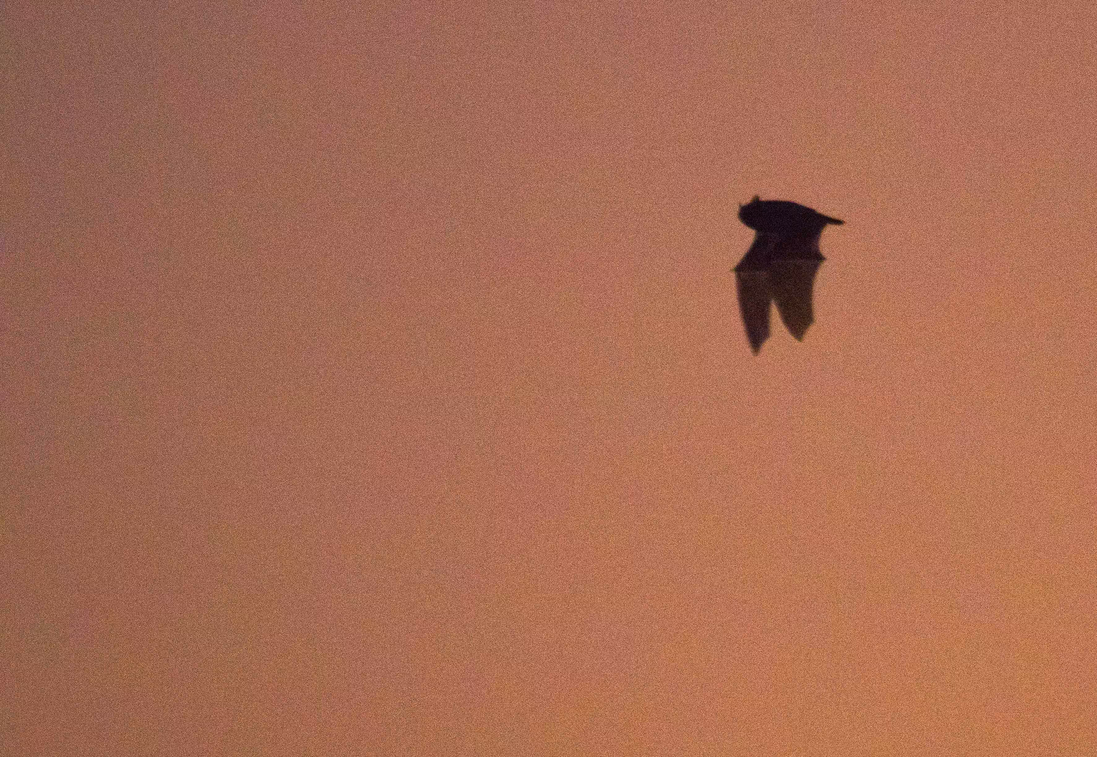 Halloween bat 