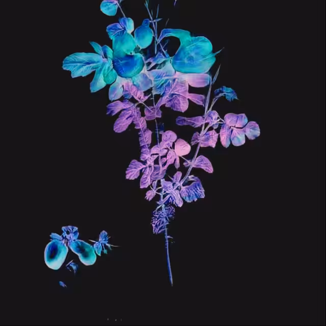 Floral Shift - Asteraceae extra