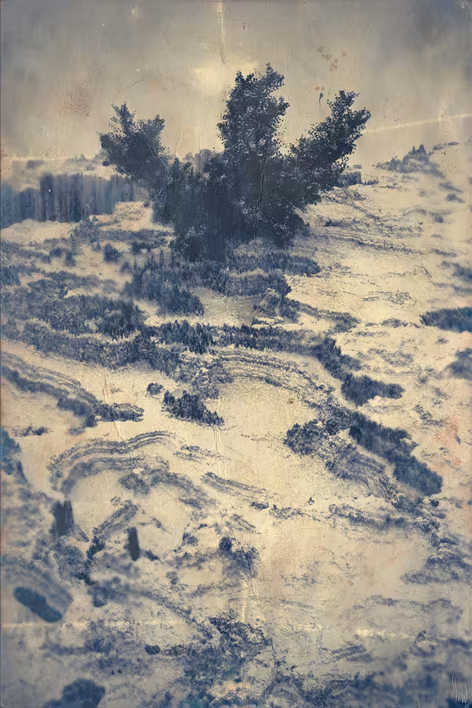 White Trees - 11
