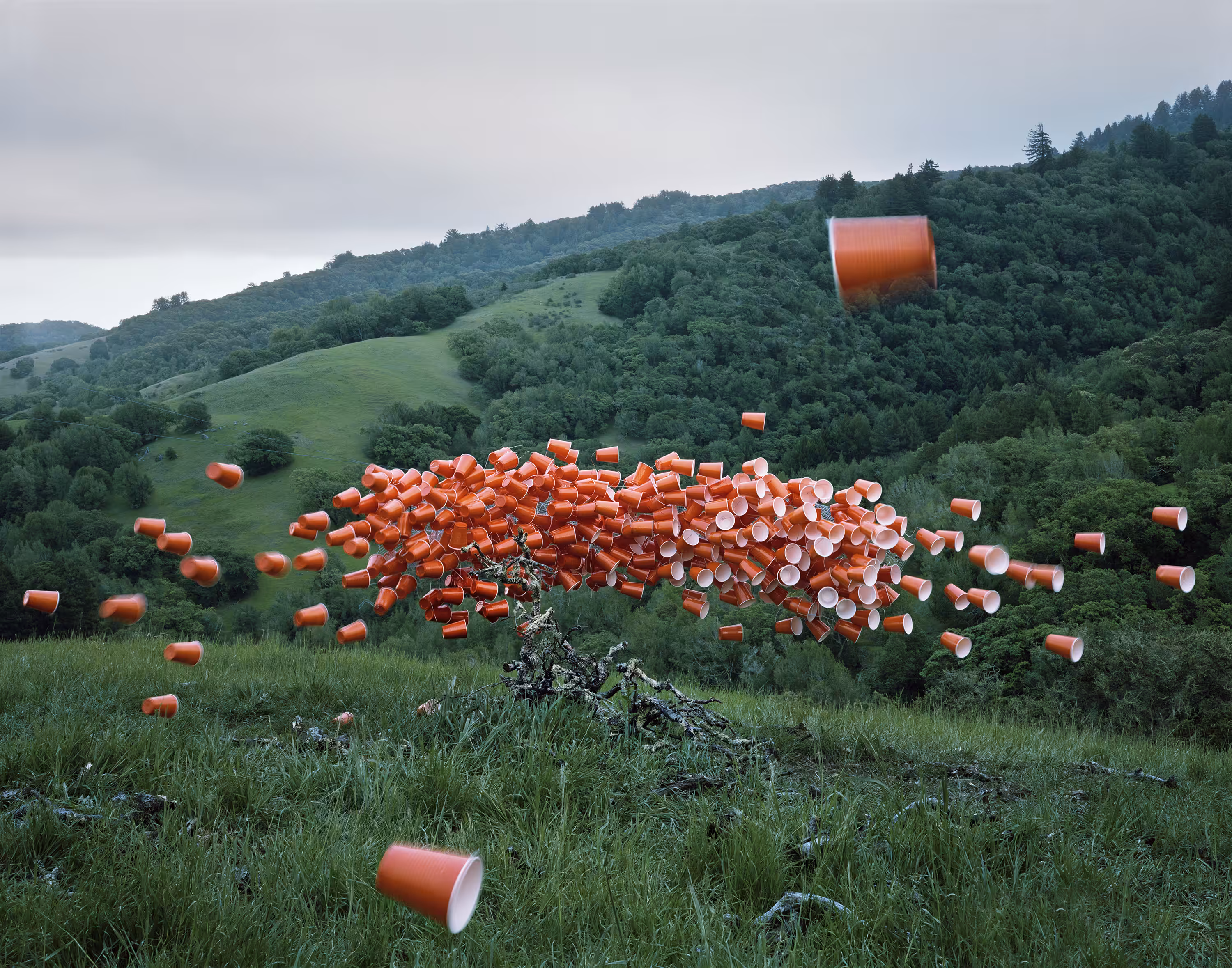 Cups 003, Novato, California, 2014