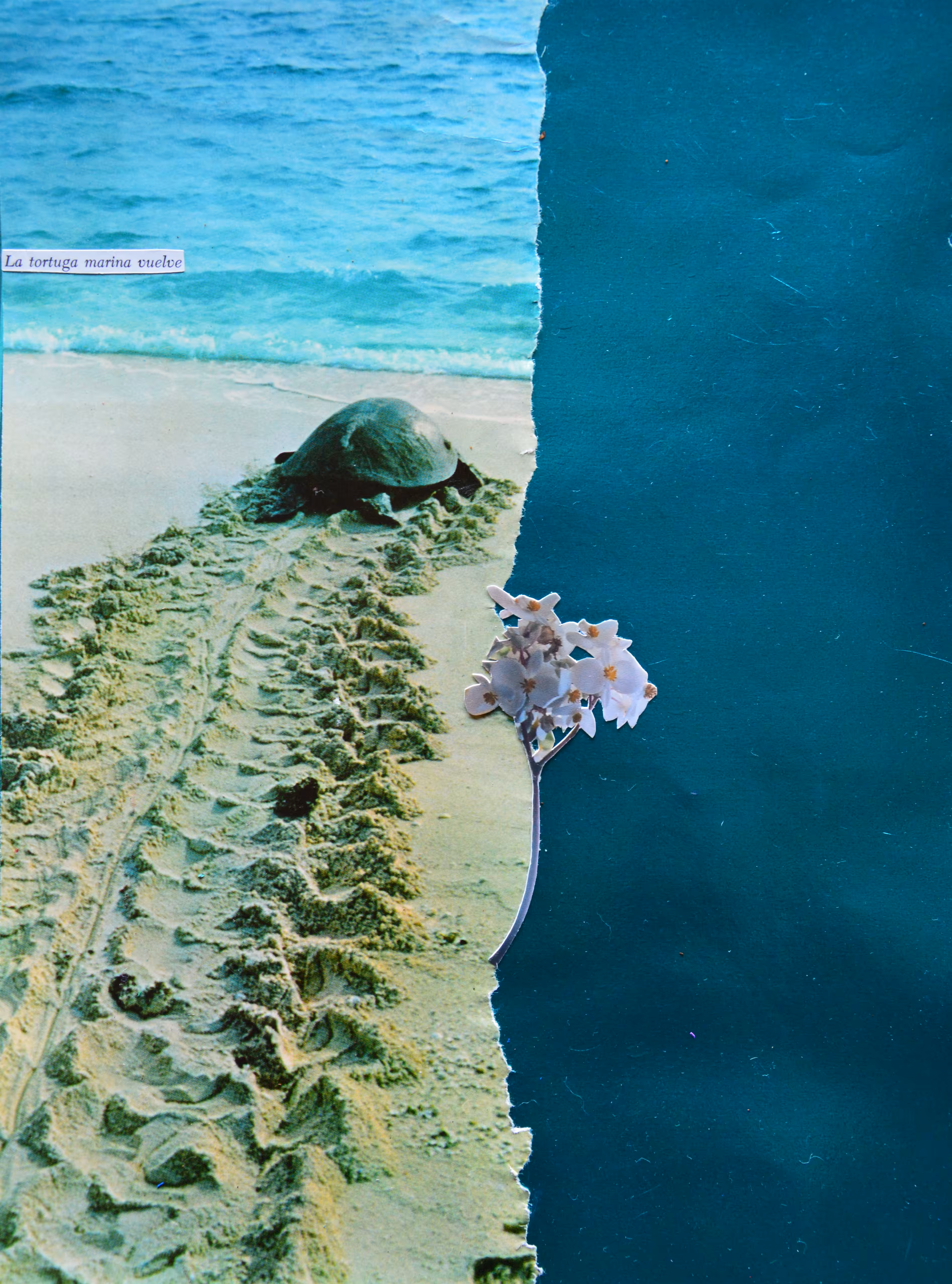 La tortuga marina vuelve