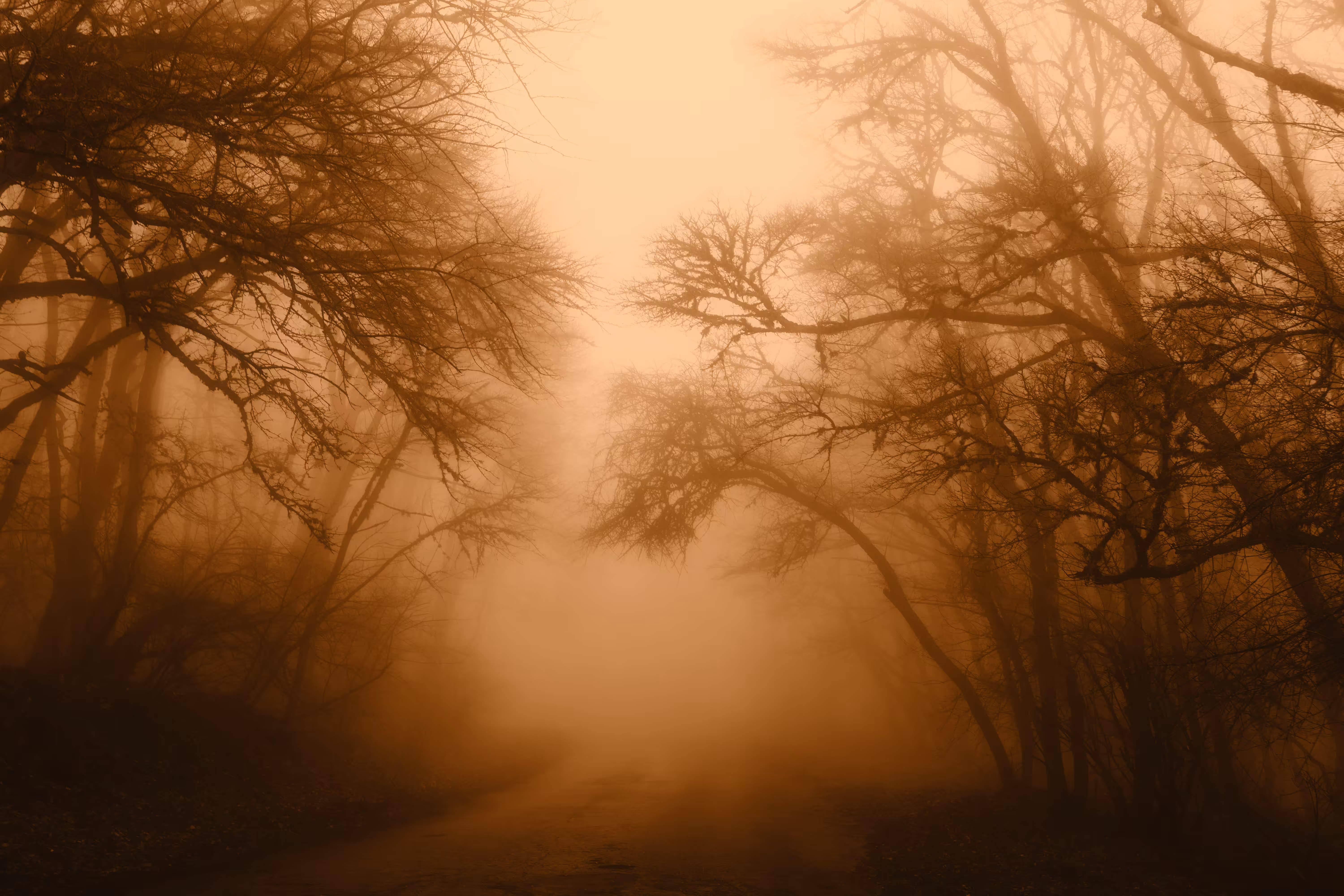 The intoxicating smell of fog