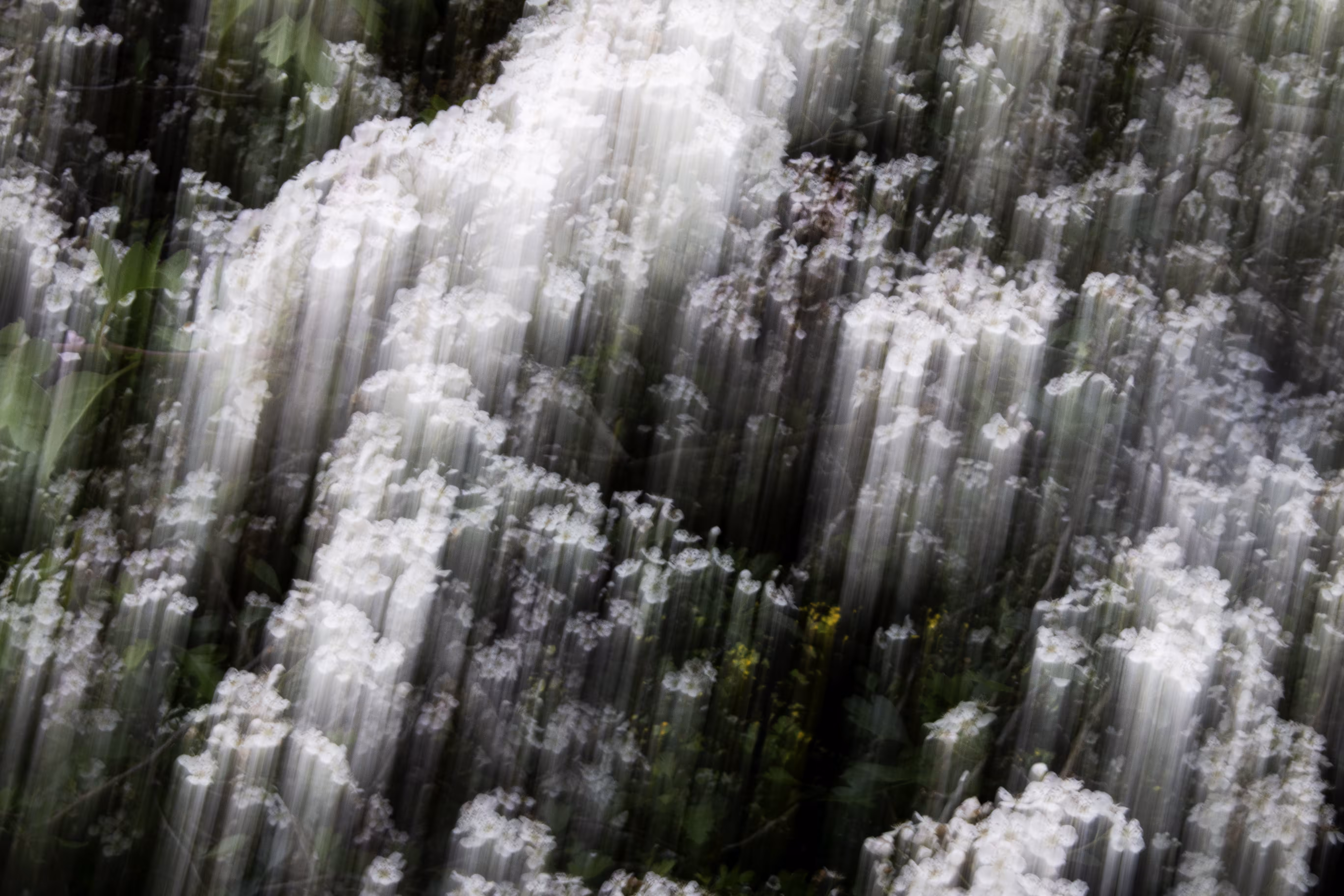 Transcendental blossom 