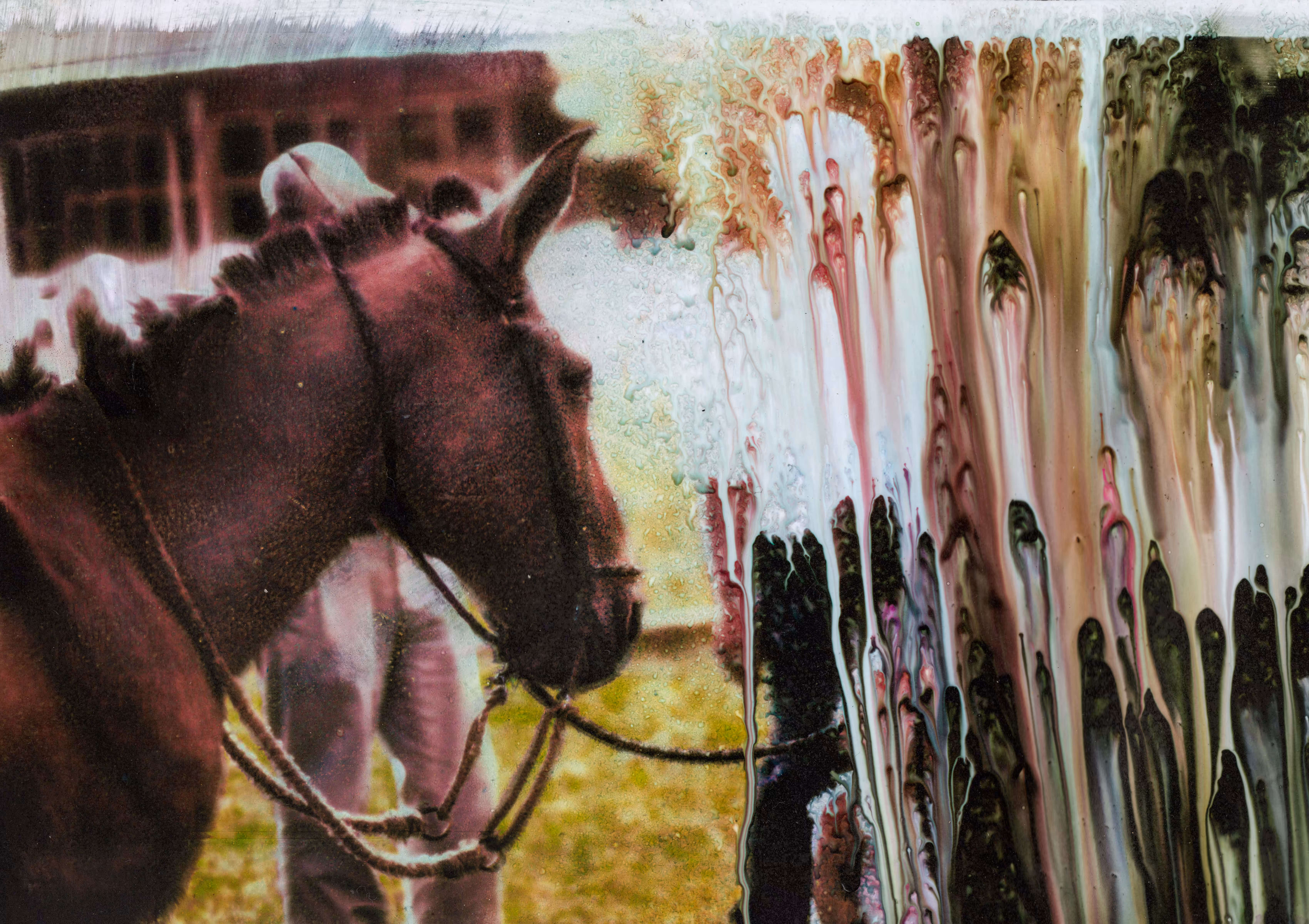 Cognitive Deliquescence #01 [a horse with no name]