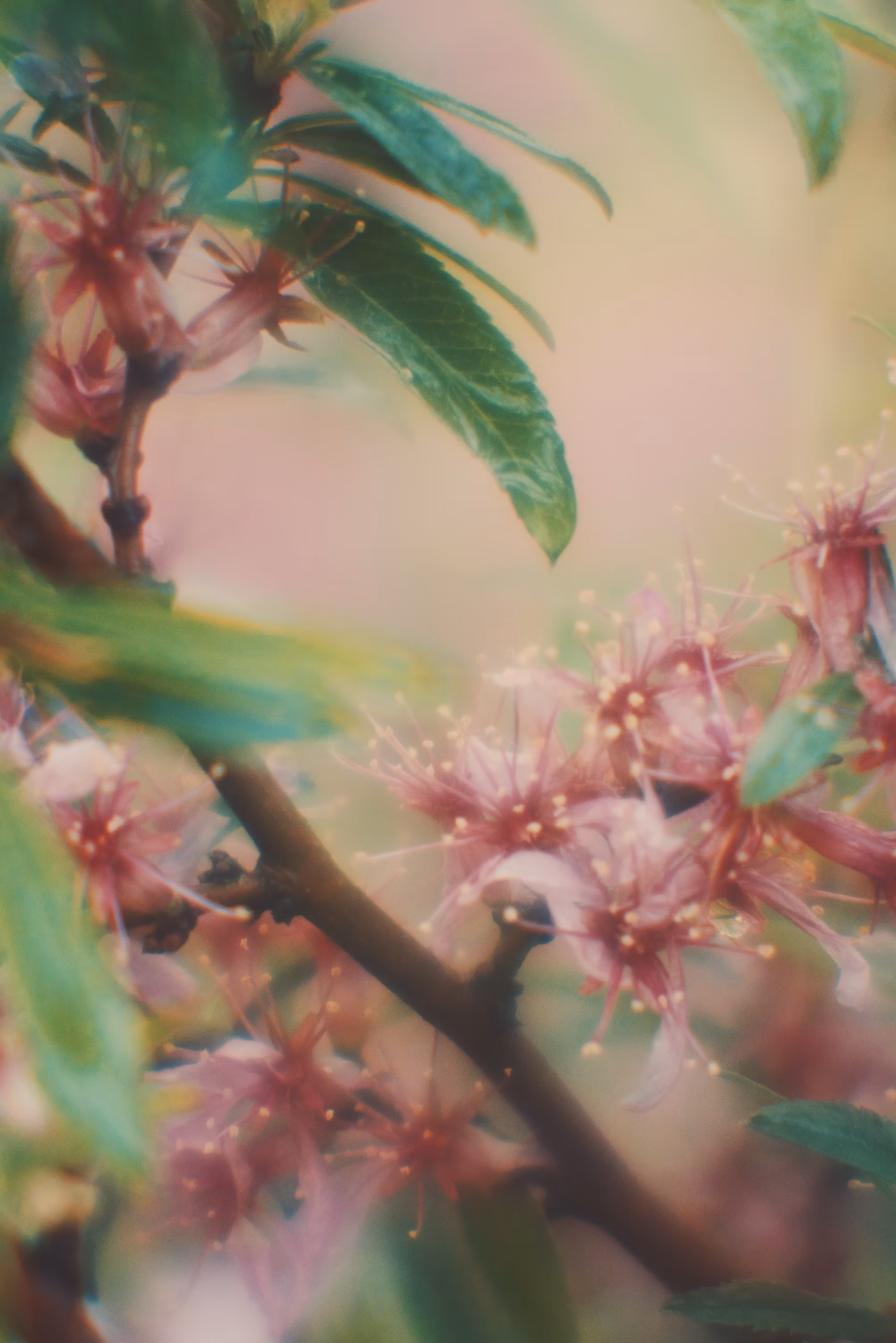 Almond branch