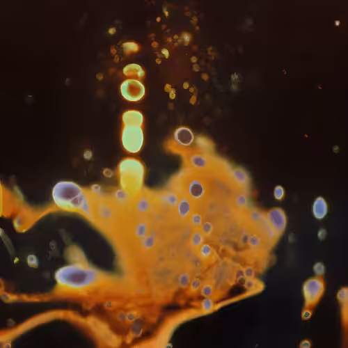 Molecular Atlas #61