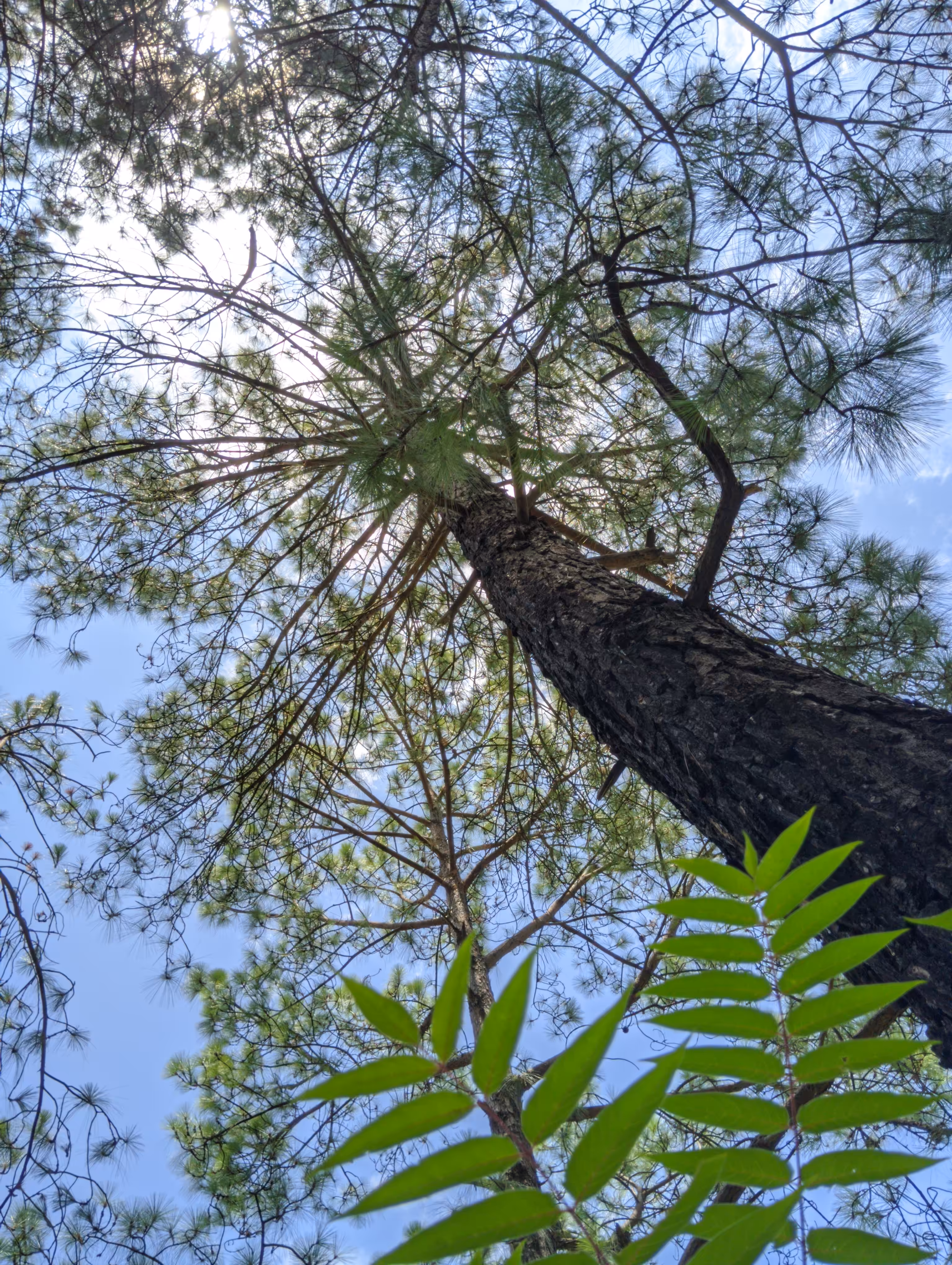 Tree Of Harmony 