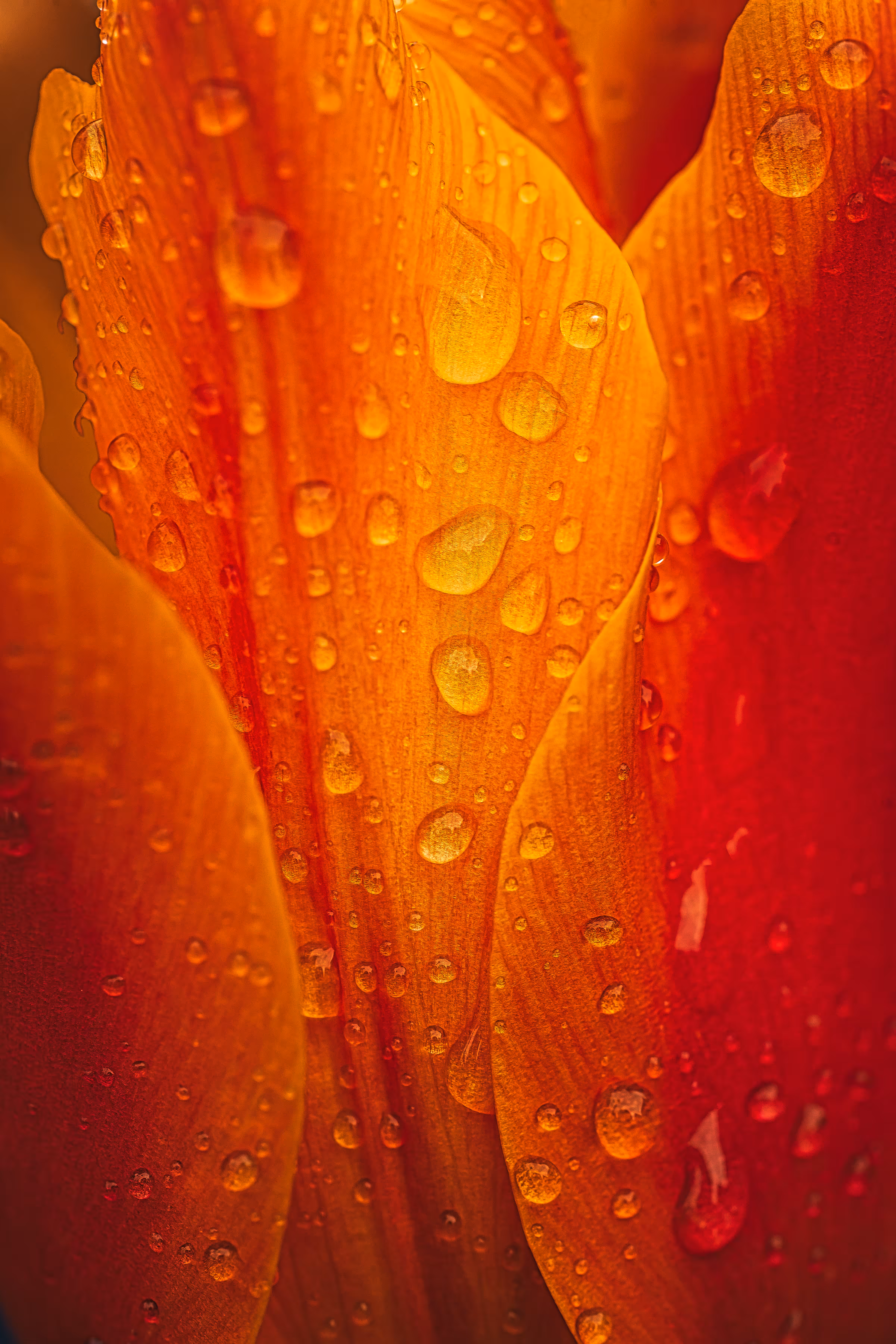 Orange Crush