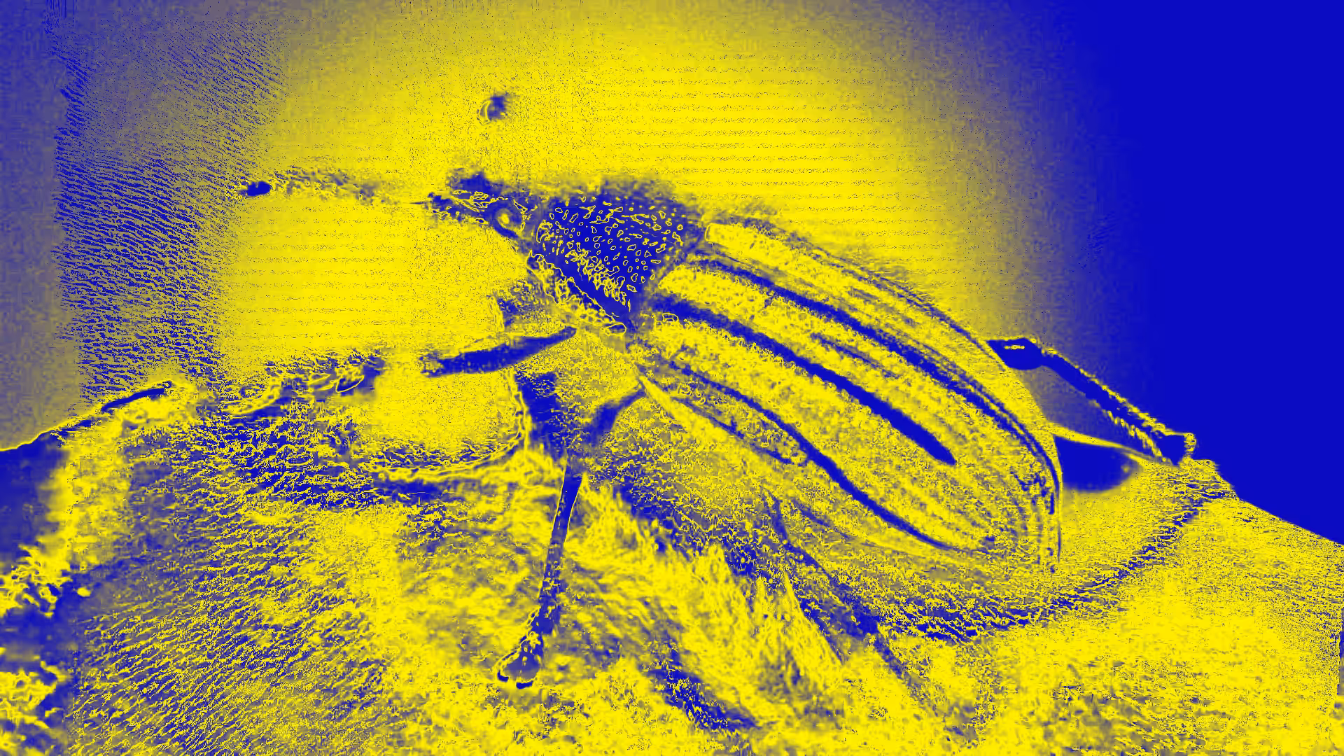 Entomologie de façade