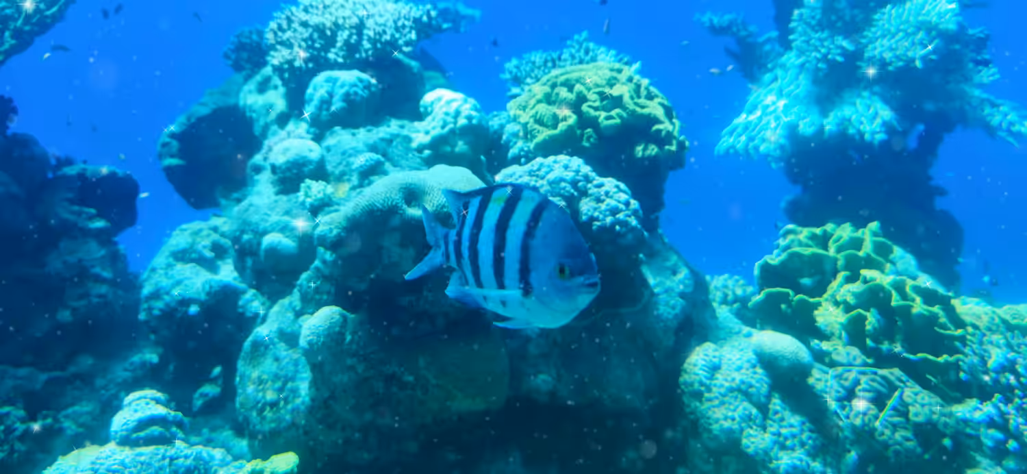 Indo-Pacific Sergeant - Abudefduf Vaigiensis