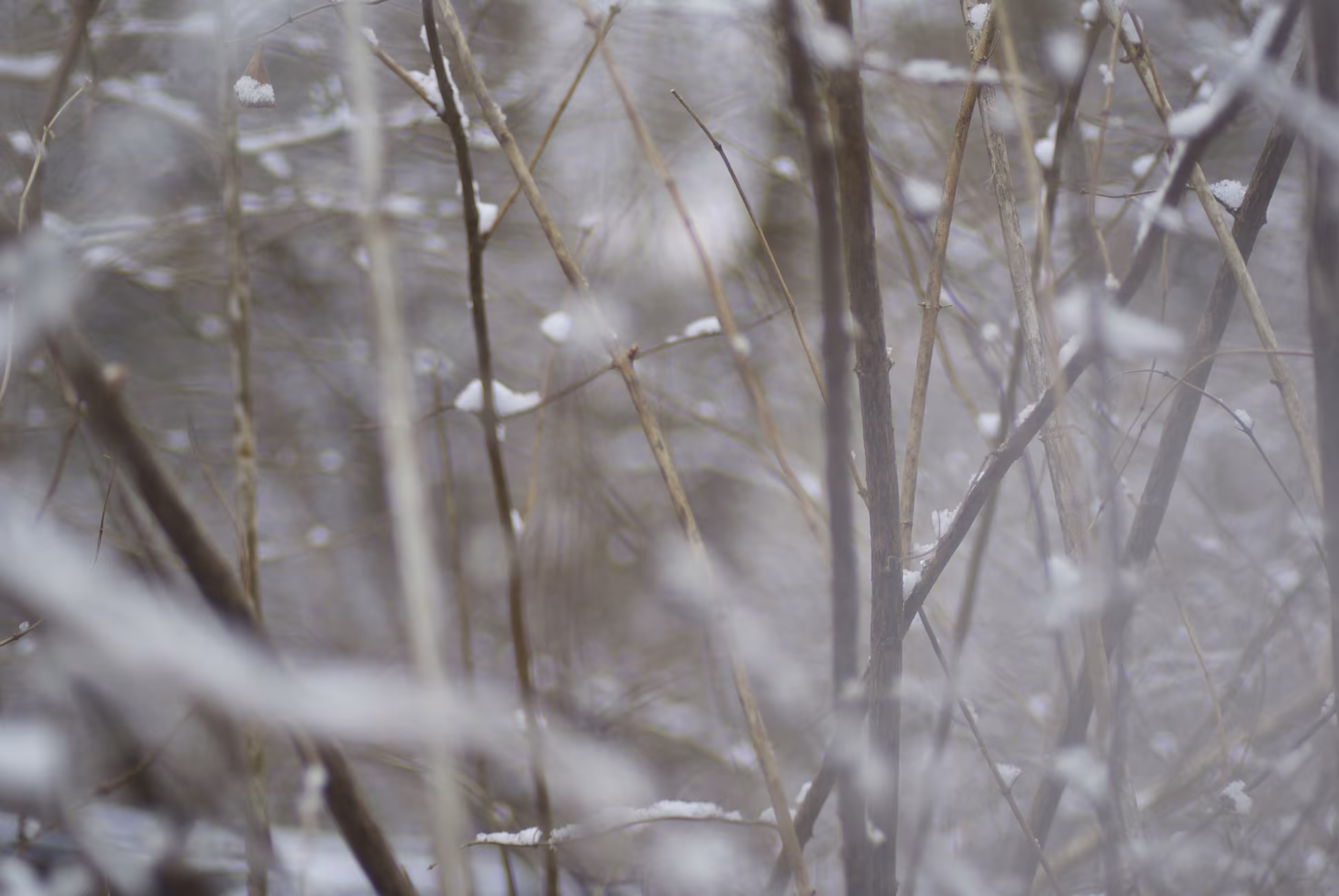 snow with branches no.4, 2021