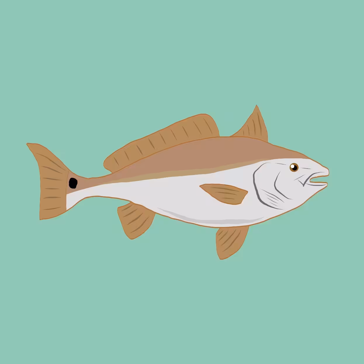 Roy the red drum